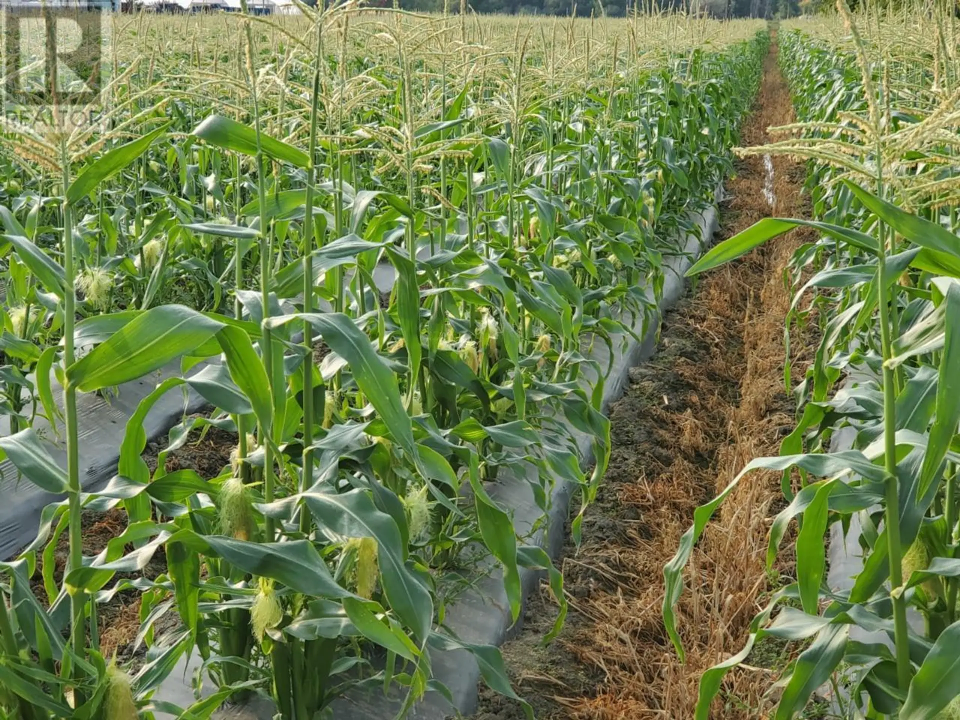 Property at 166 PARK RILL ROAD, Oliver, BC