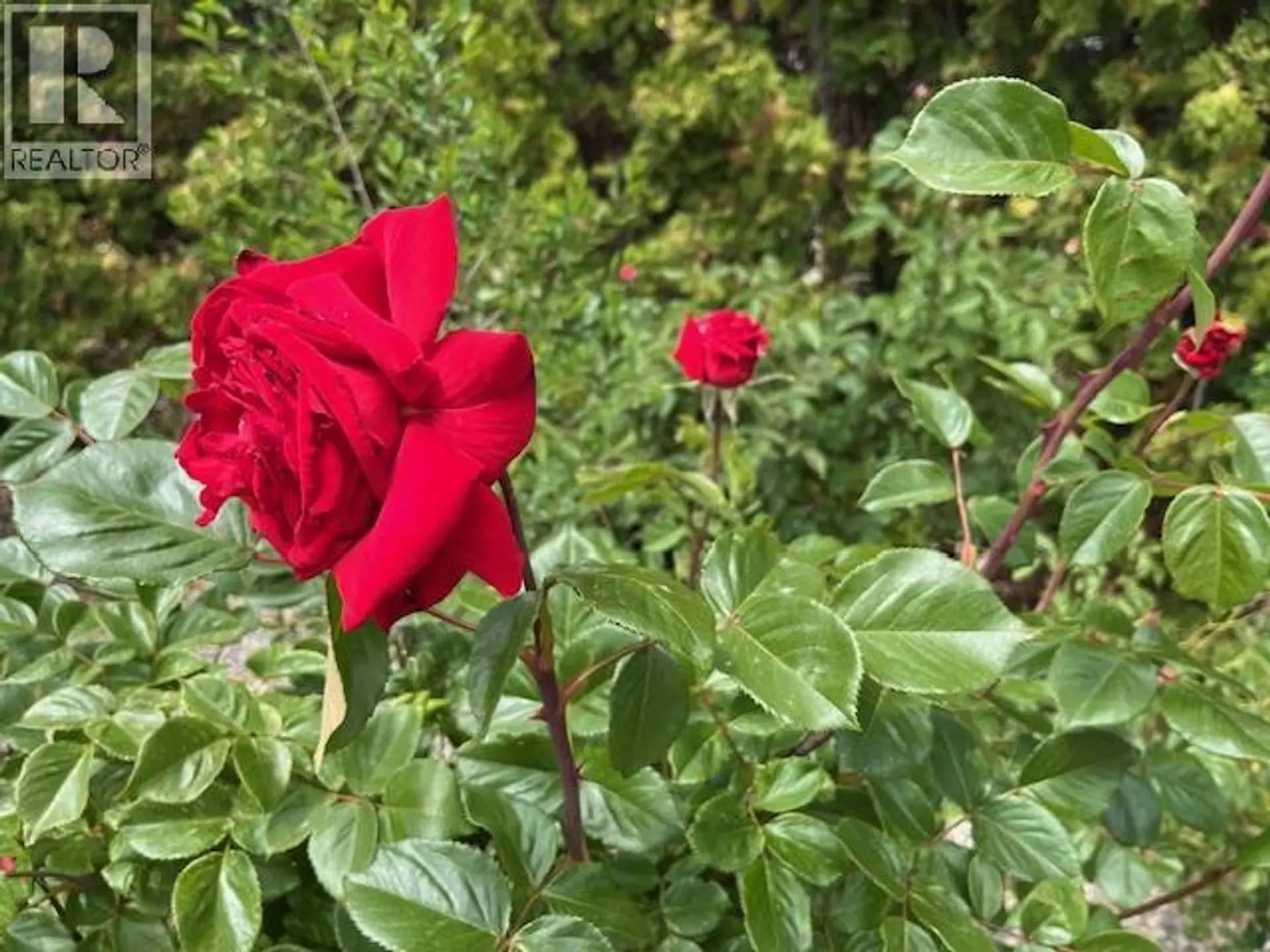 Property at 4008 LOBELIA DRIVE, Osoyoos, BC