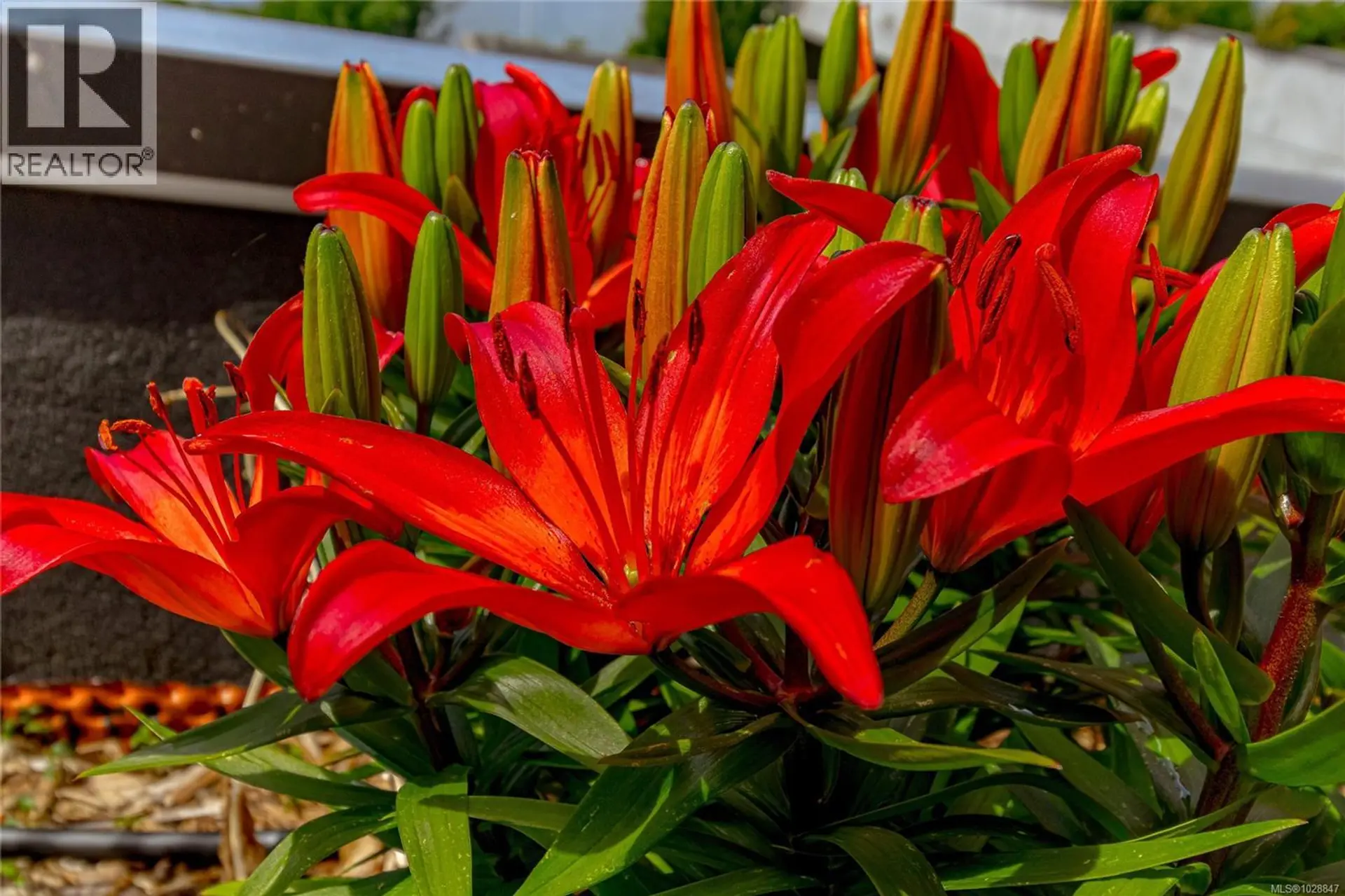 Property at #203 2655 SOOKE RD, Langford, BC