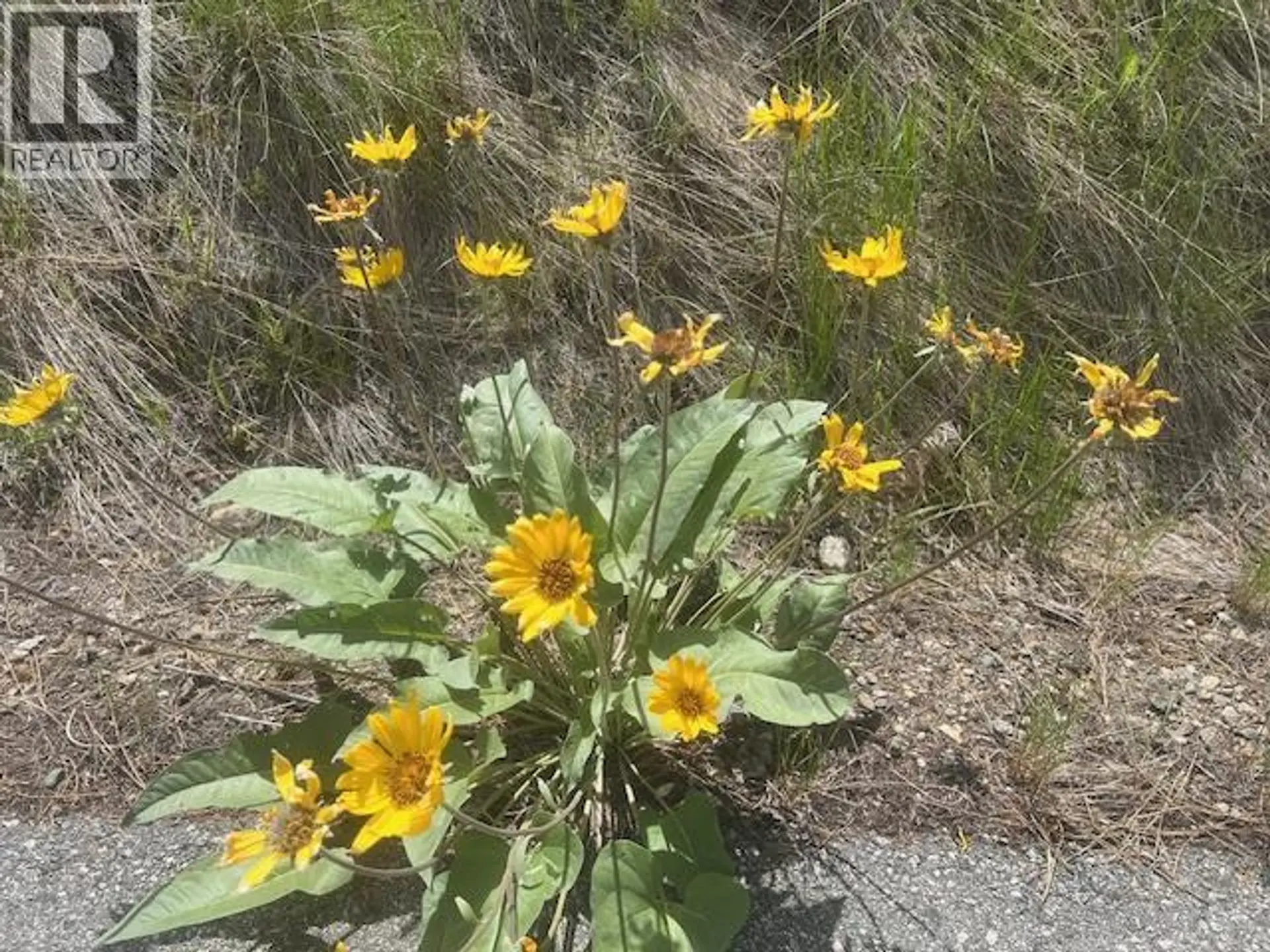 Property at 280 SASQUATCH TRAIL LOT# LOT 13, Osoyoos, BC