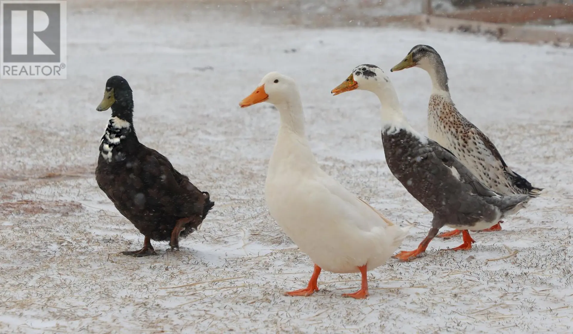 Property at 279 PRIMROSE ROAD, Cardigan, PE