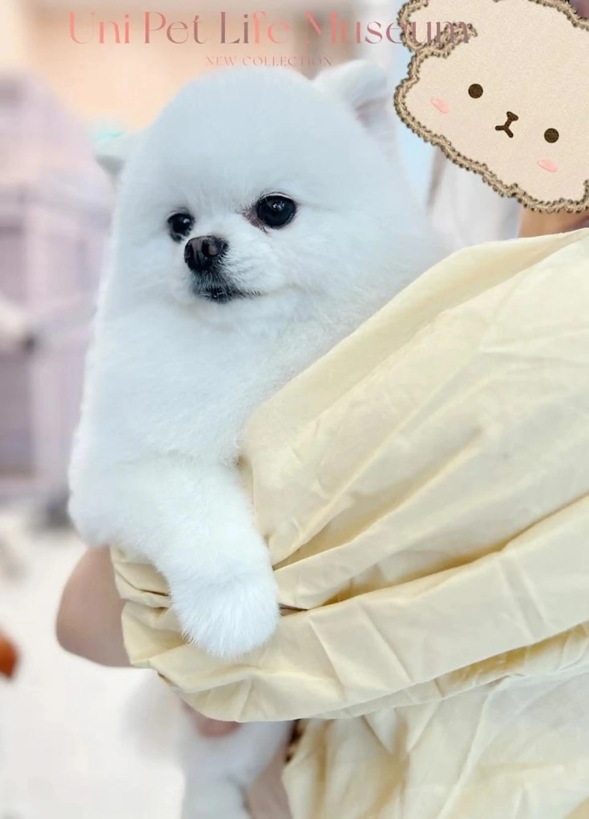 Property at #120 6386 NO. 3 ROAD, Richmond, BC