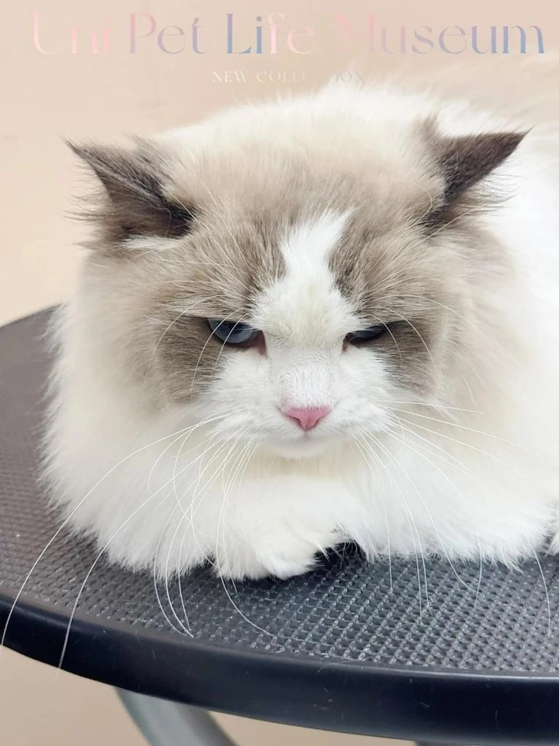 Property at #120 6386 NO. 3 ROAD, Richmond, BC