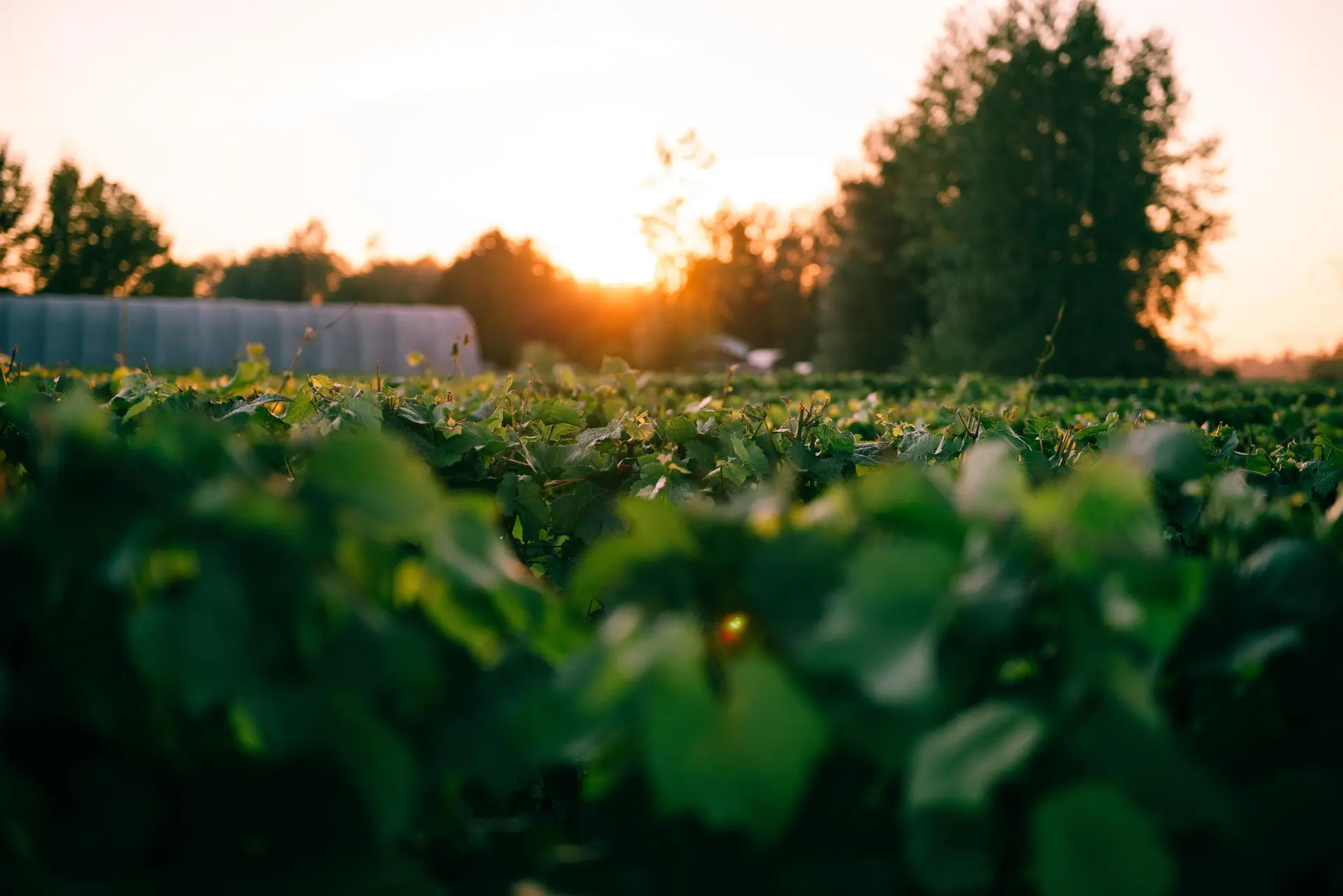 Property at 3033 232 STREET, Langley, BC