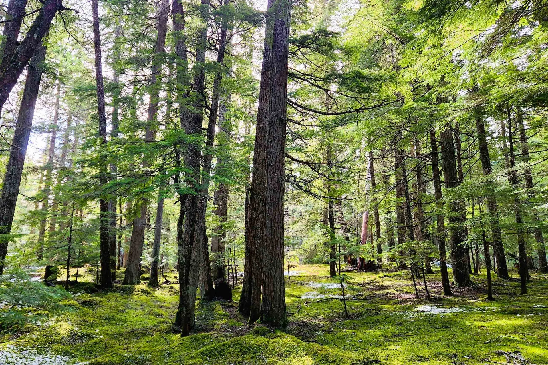 Property at DL3363 HIGHWAY 99, Whistler, BC