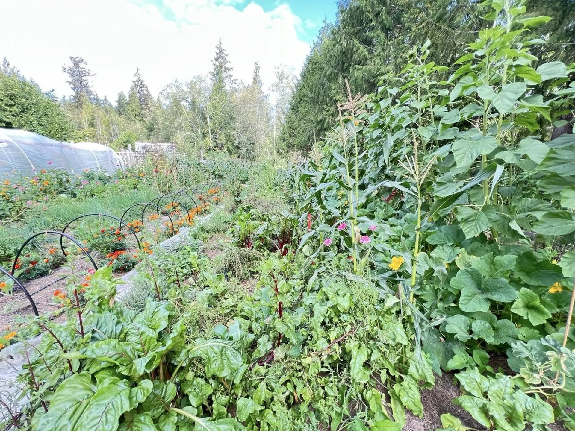 Property at 6229 MASON ROAD, Sechelt, BC