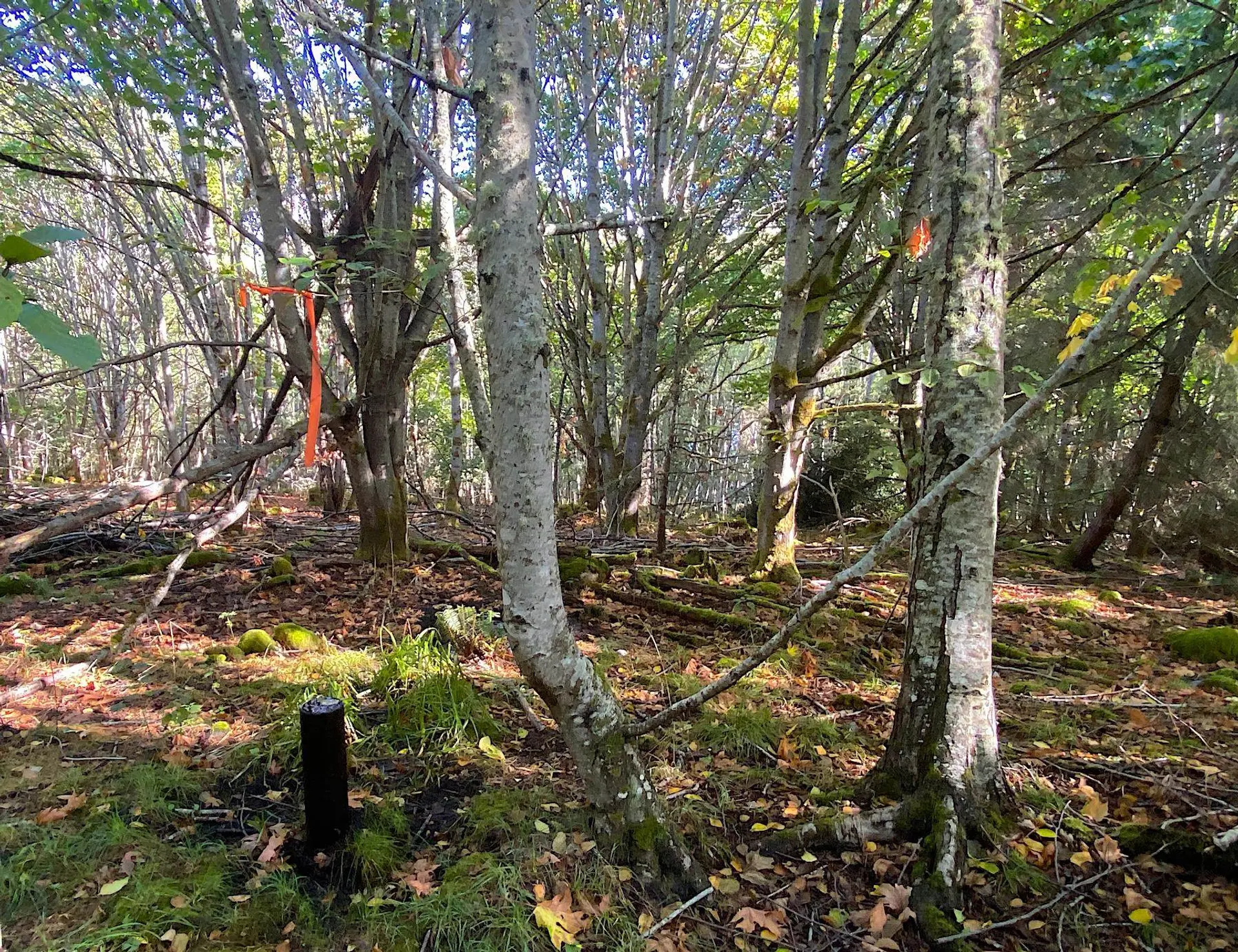 Property at LOT 17 DL 71 BODEGA BEACH DRIVE, Galiano Island, BC