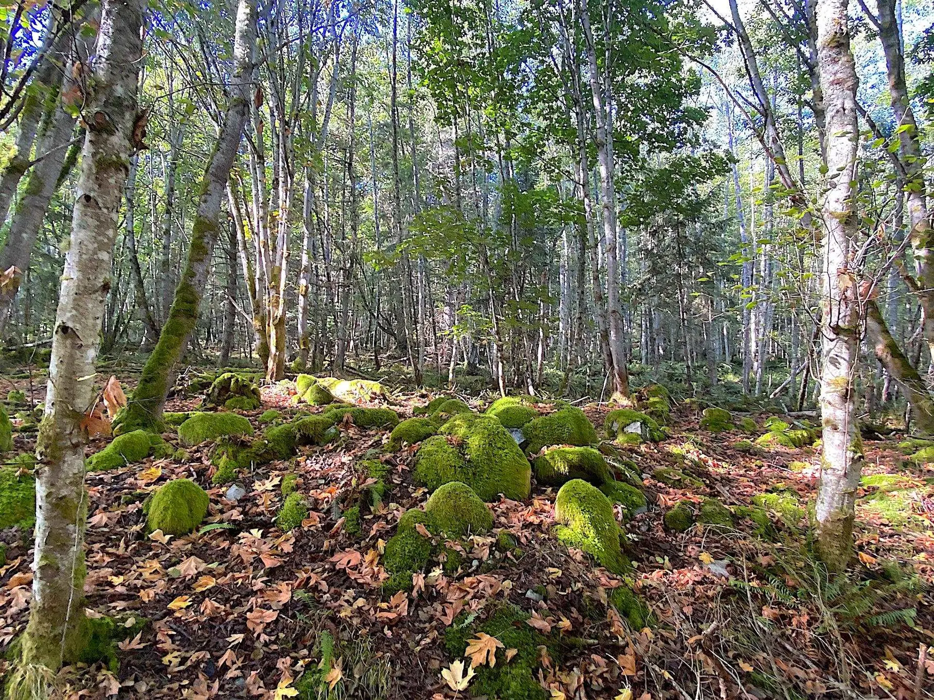 Property at LOT 17 DL 71 BODEGA BEACH DRIVE, Galiano Island, BC