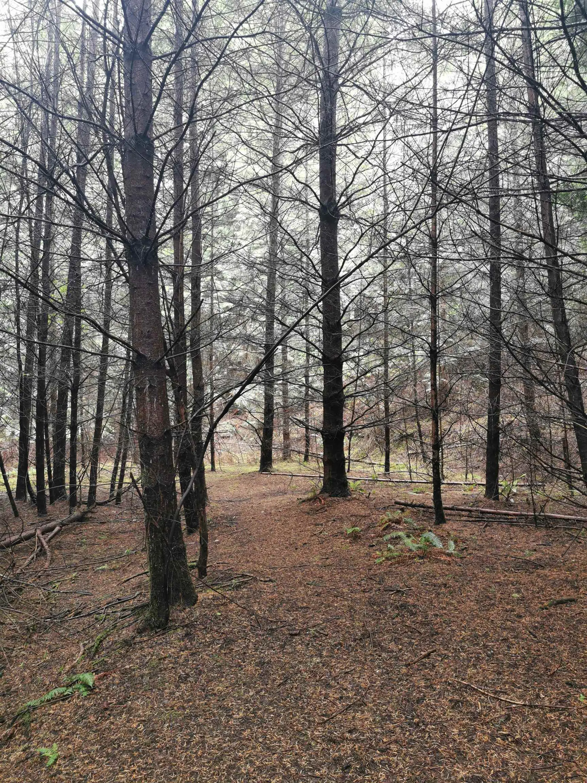 Property at 706 FERNHILL ROAD, Mayne Island, BC