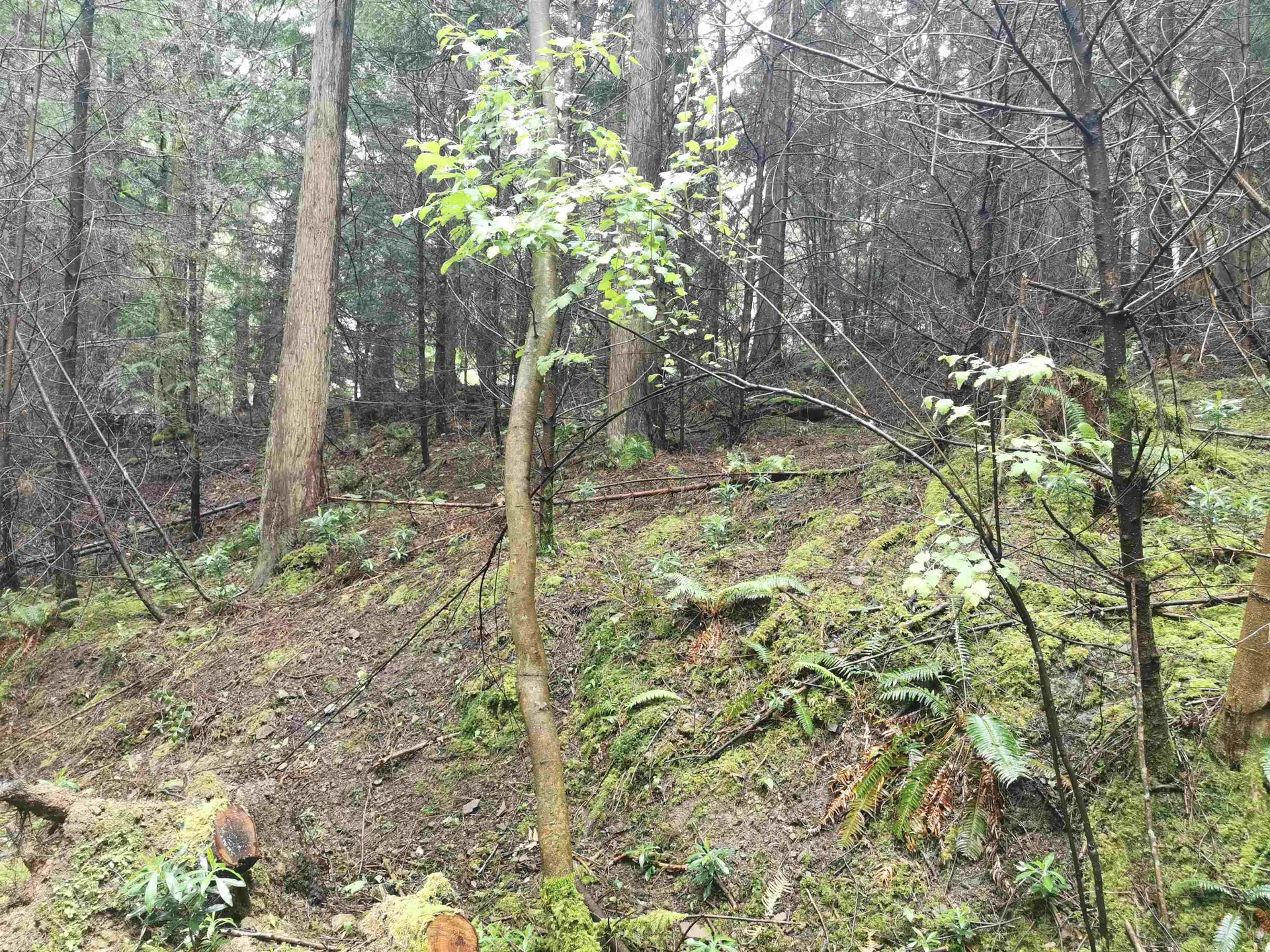 Property at 706 FERNHILL ROAD, Mayne Island, BC