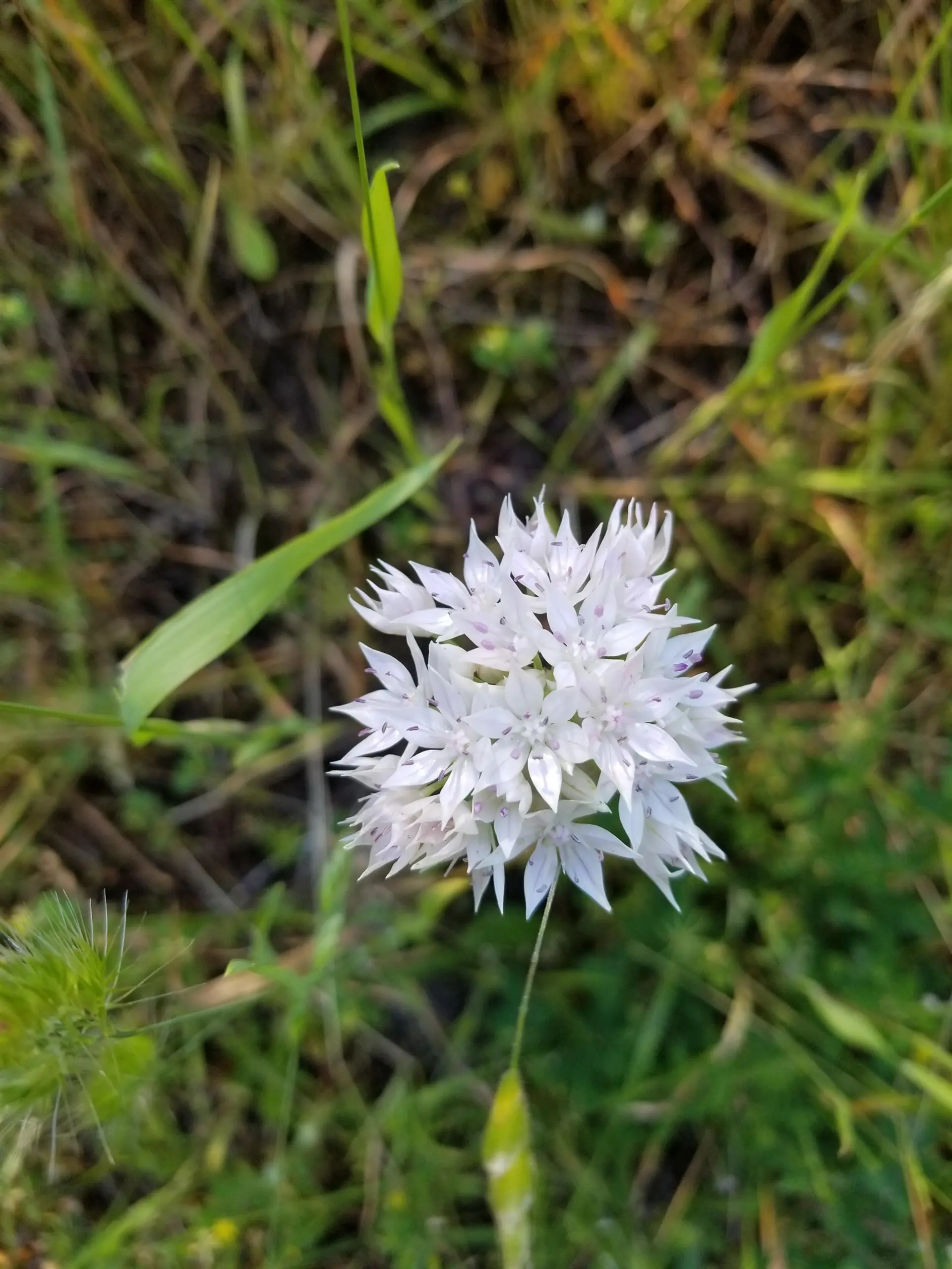 Property at LOT A LORD ROAD, Galiano Island, BC