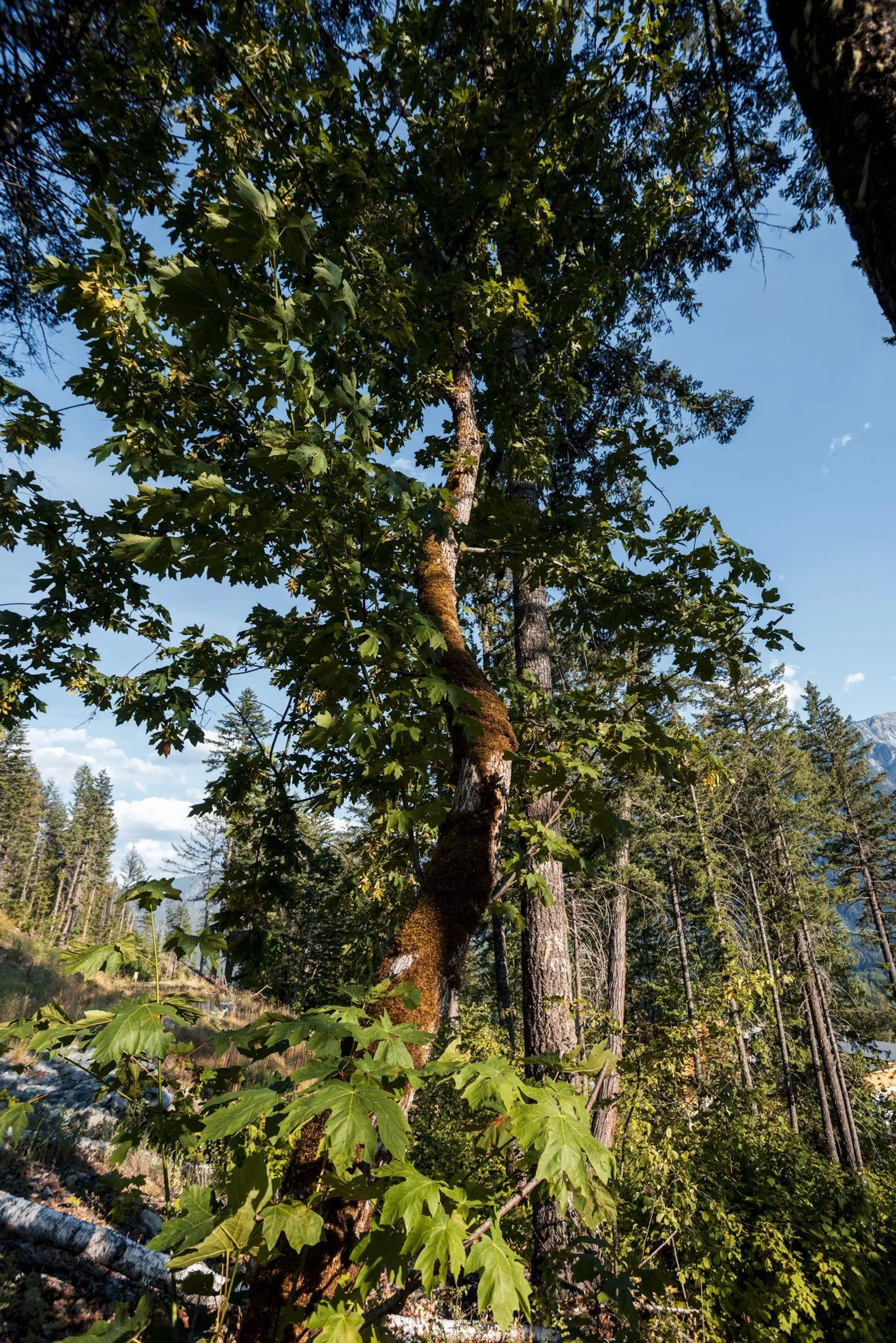 Property at 9000 SUN GOD MOUNTAIN WAY, Pemberton, BC