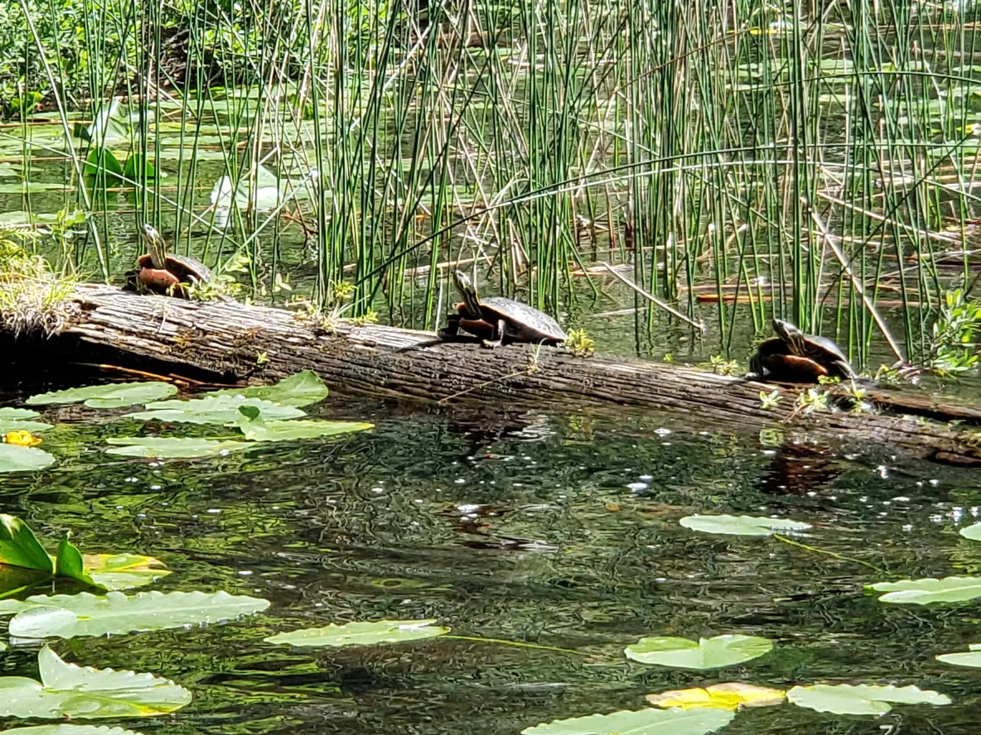 Property at LOT 20 SAKINAW LAKE, Madeira Park, BC