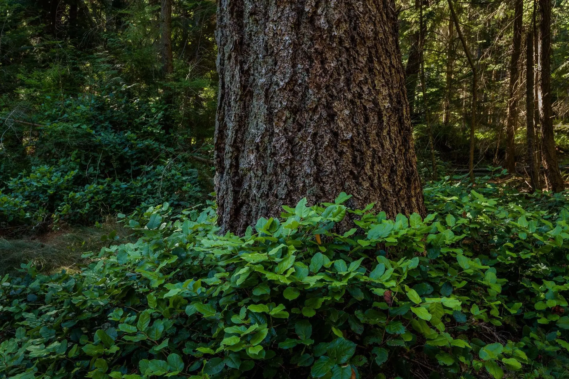 Property at 1765 CAPE DRIVE, Bowen Island, BC