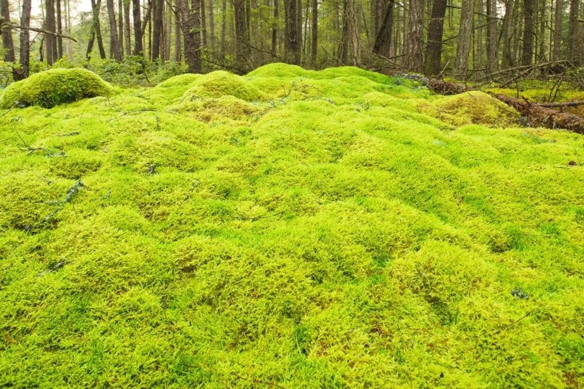 Property at 1765 CAPE DRIVE, Bowen Island, BC