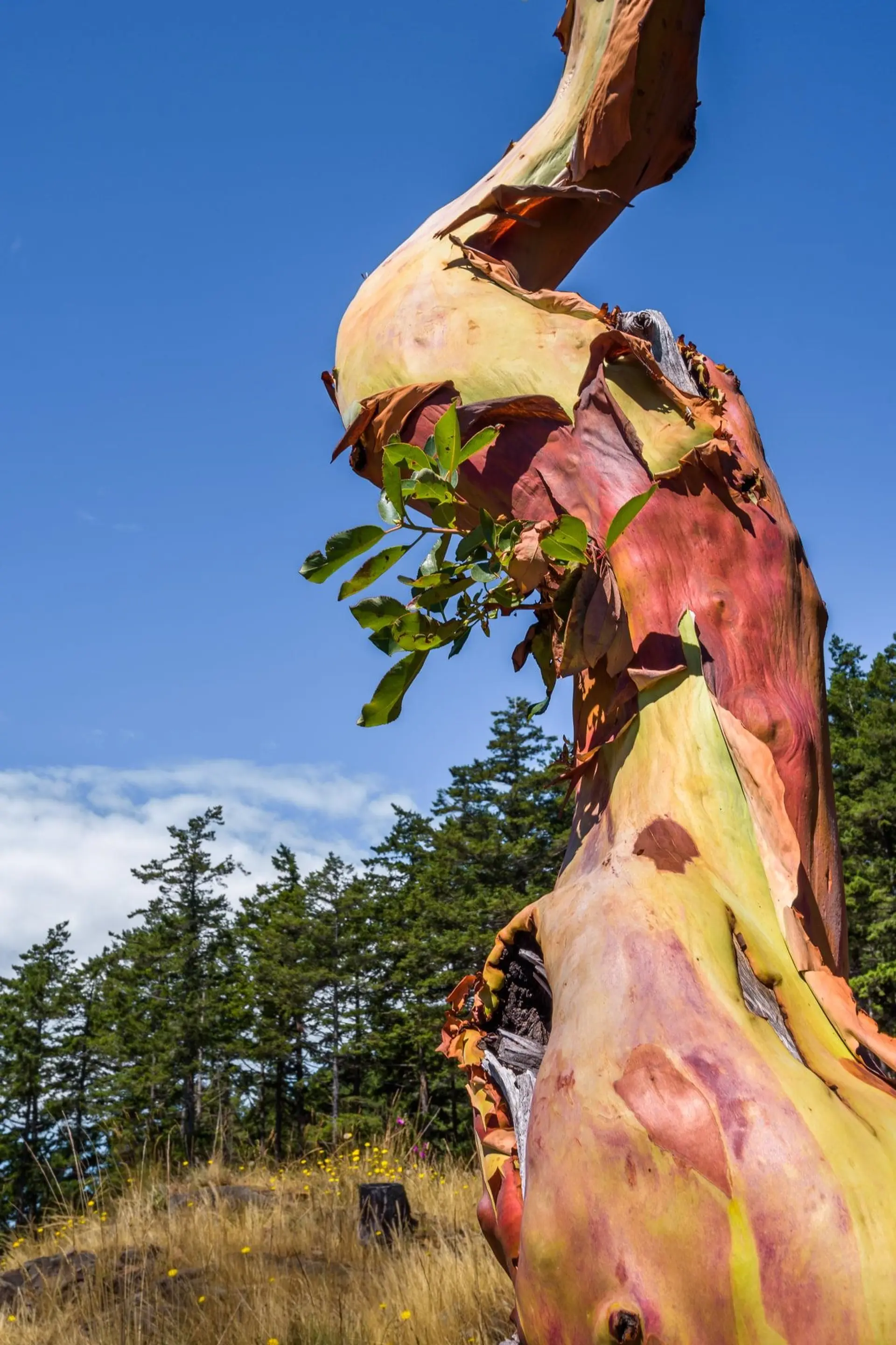 Property at 1765 CAPE DRIVE, Bowen Island, BC