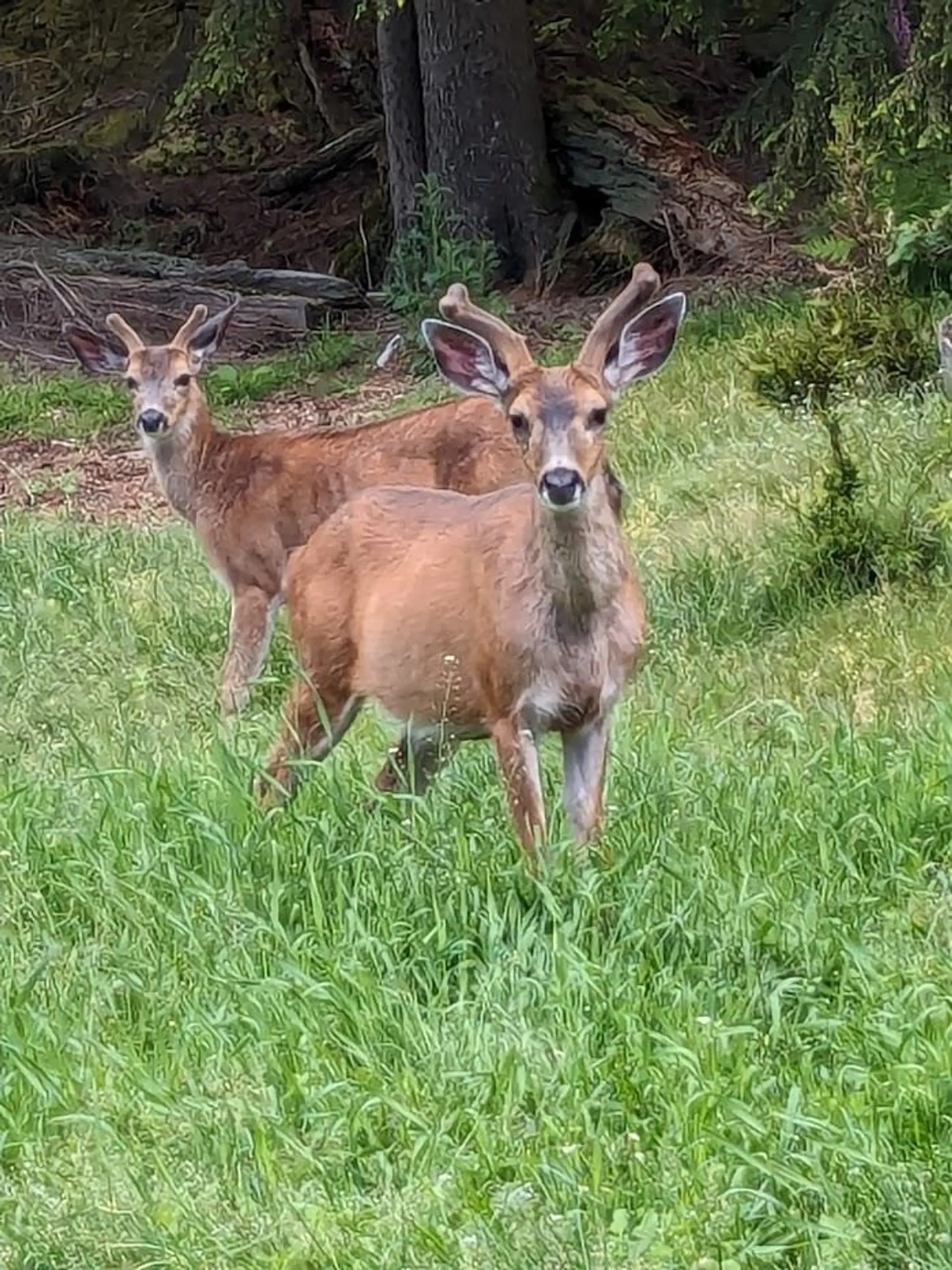 Property at LOT 9 MOUNTAIN ROAD, Gambier Island, BC