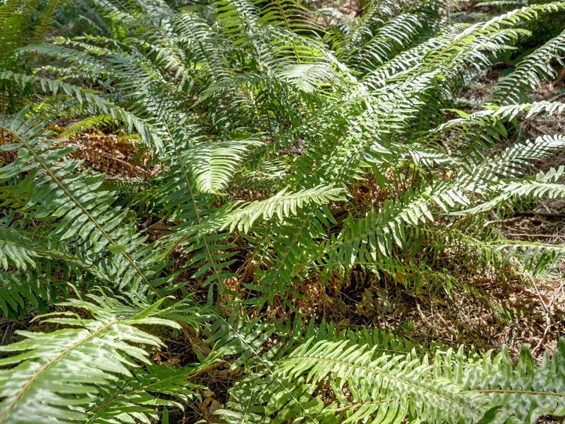 Property at LOT 5 GOWER POINT ROAD, Gibsons, BC