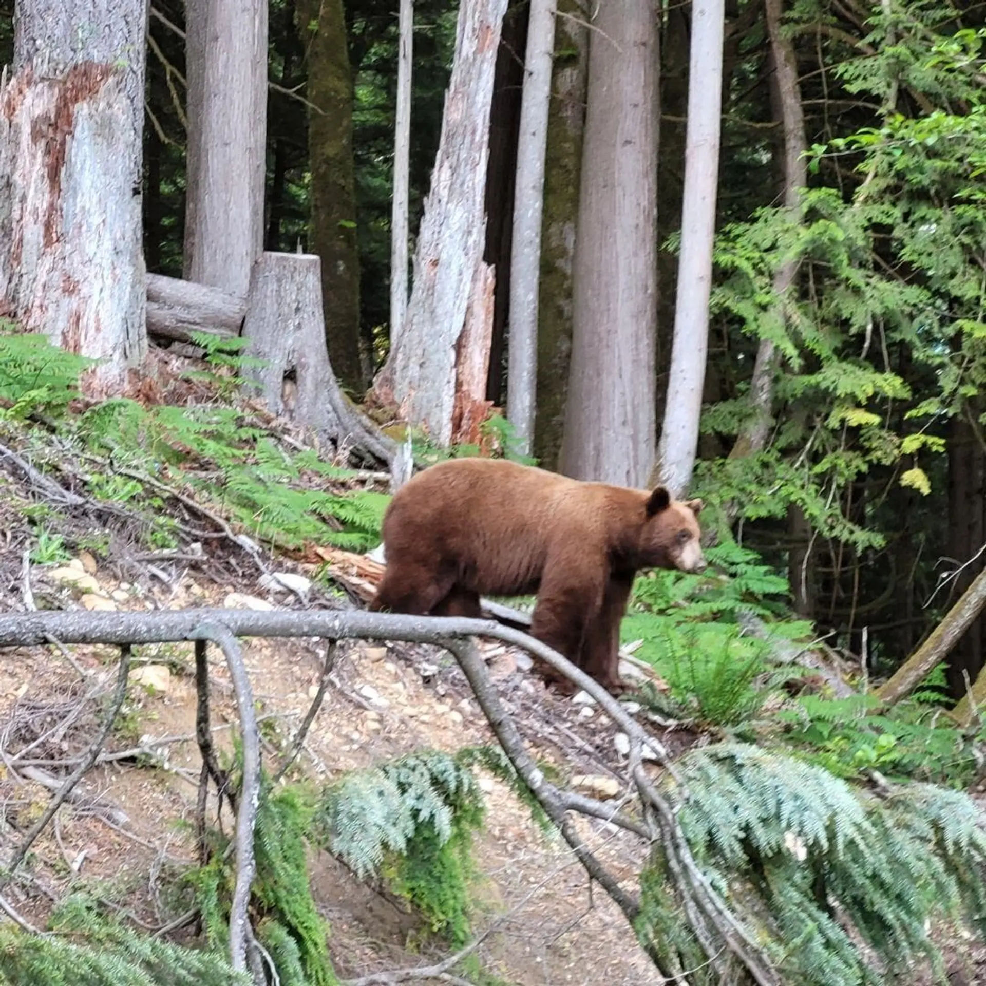 Property at 1154 COPPER DRIVE, Britannia Beach, BC