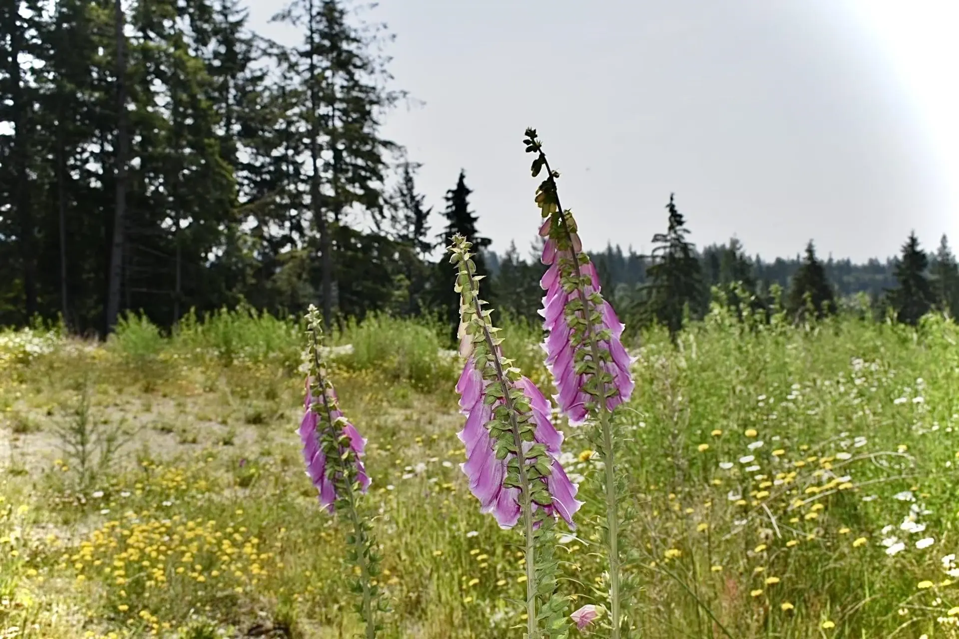 Property at 1491 REED ROAD, Gibsons, BC