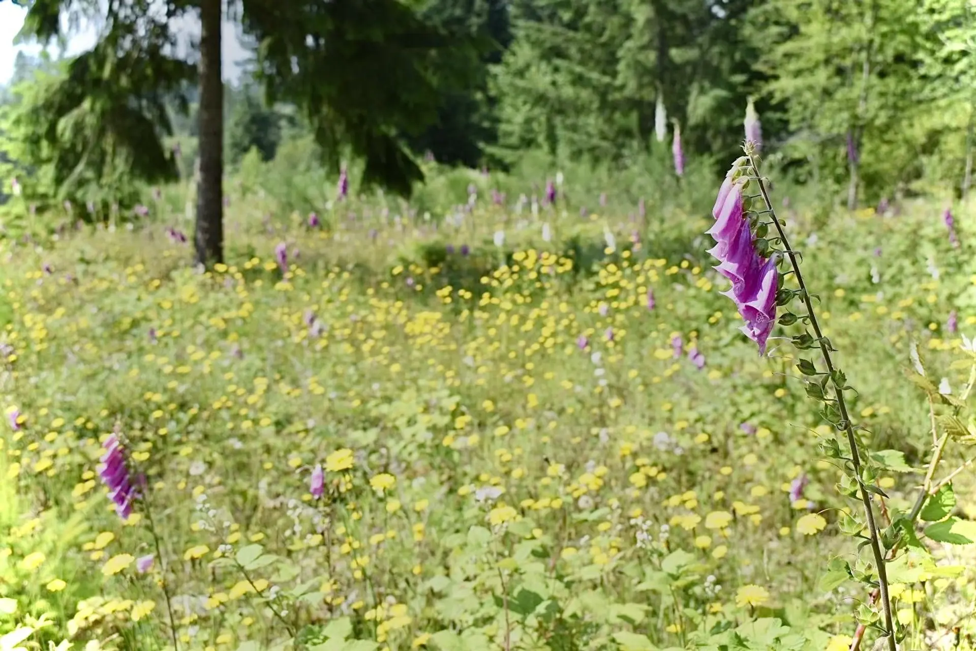 Property at 1491 REED ROAD, Gibsons, BC