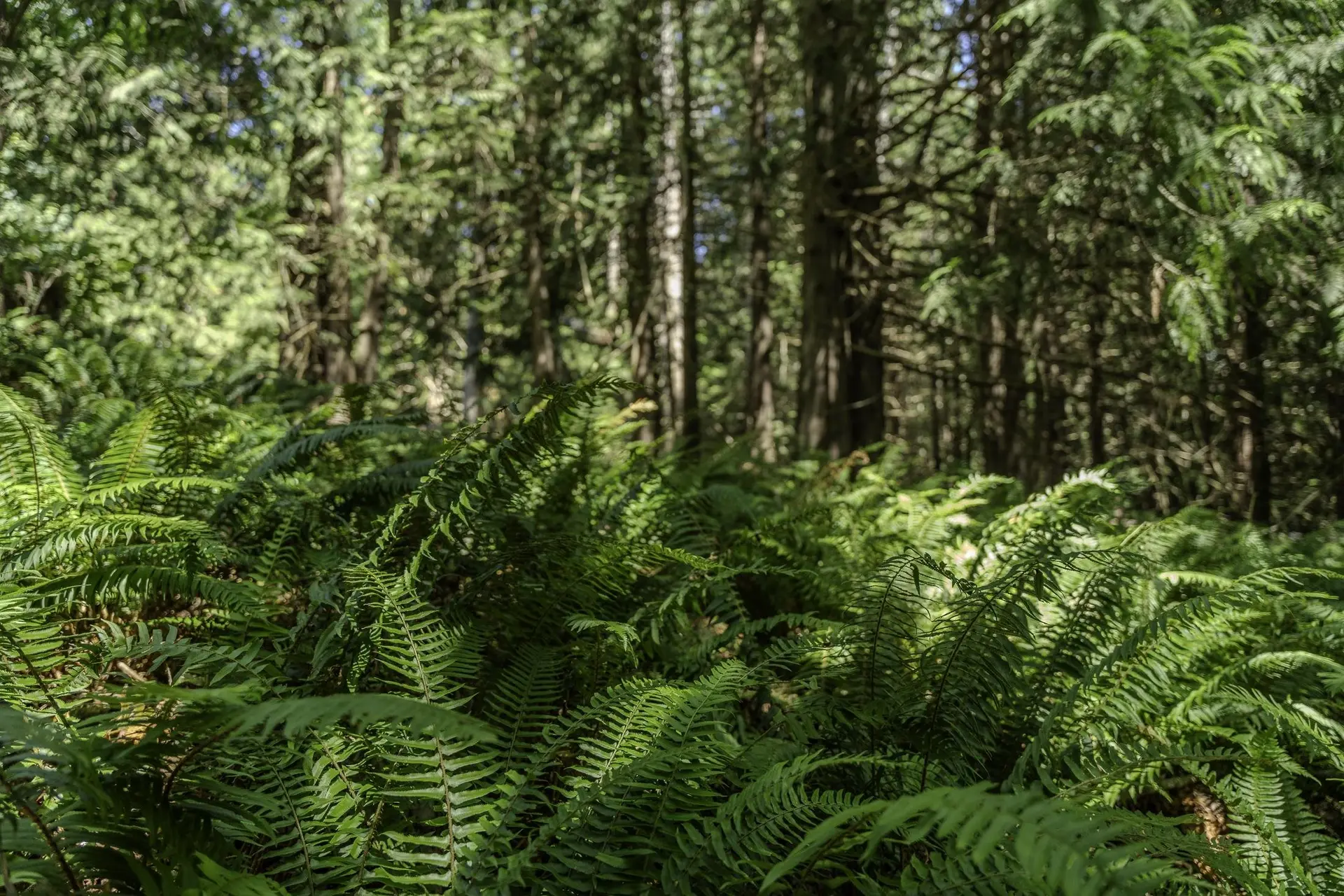 Property at 12882 STONE ROAD, Madeira Park, BC