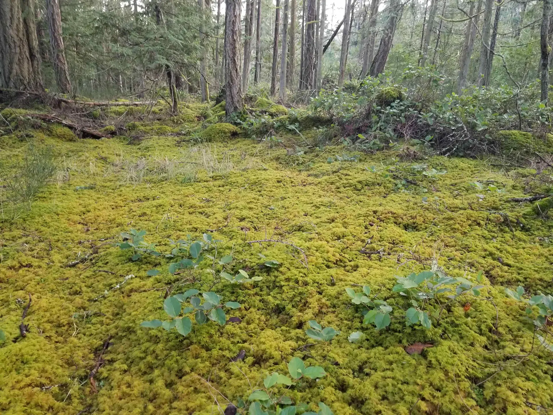 Property at 118 BURRILL ROAD, Galiano Island, BC