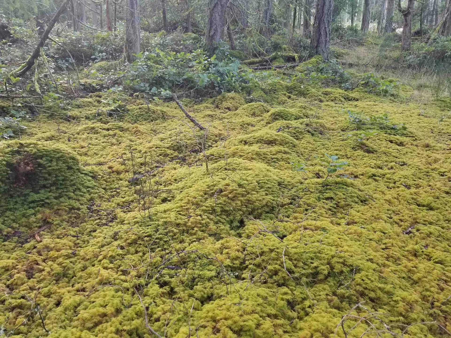 Property at 118 BURRILL ROAD, Galiano Island, BC