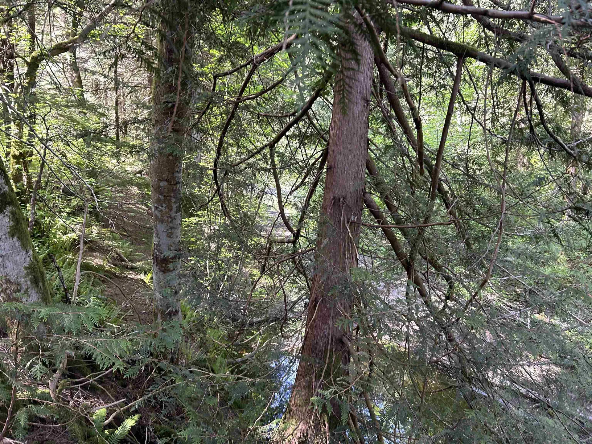 Property at 9063 PARADISE VALLEY ROAD, Squamish, BC