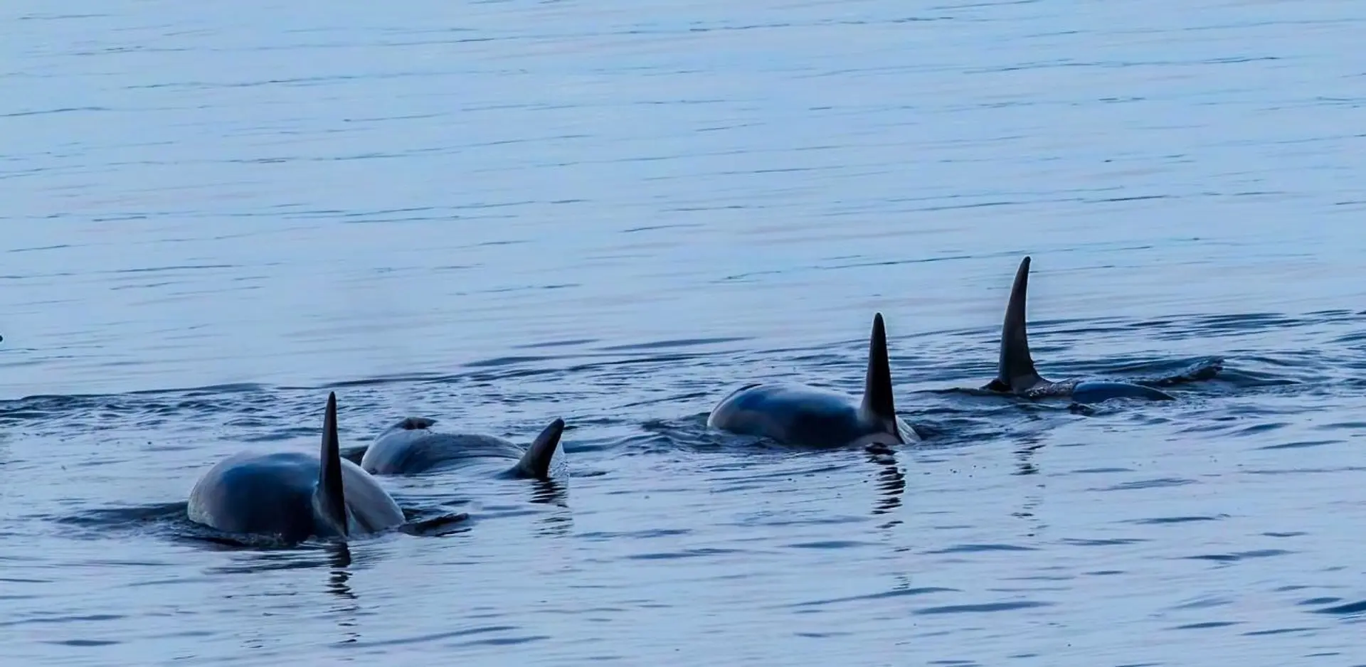 Property at #12 3818 JOYCE AVENUE, , BC