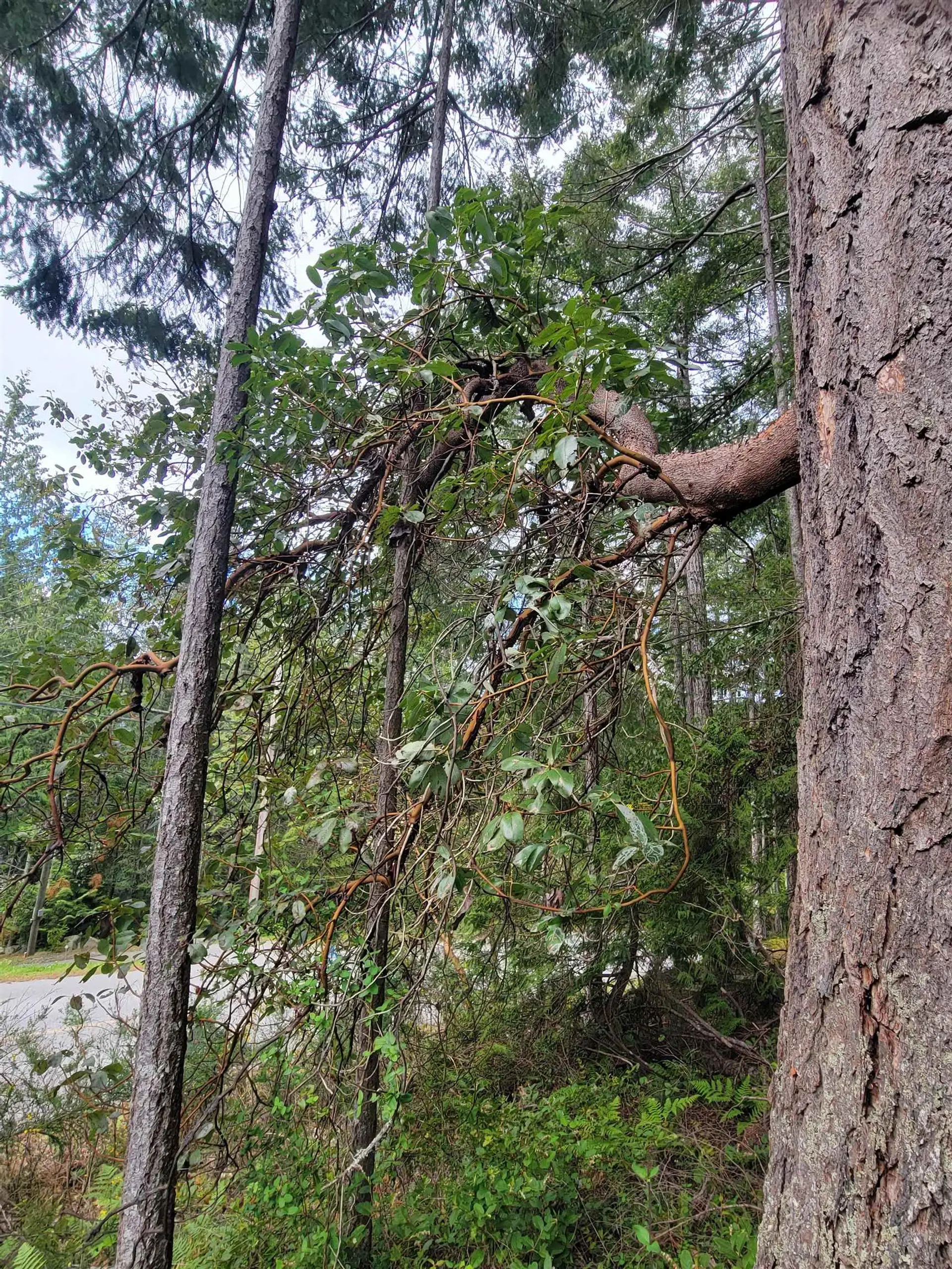 Property at LOT 3 SINCLAIR BAY ROAD, Garden Bay, BC