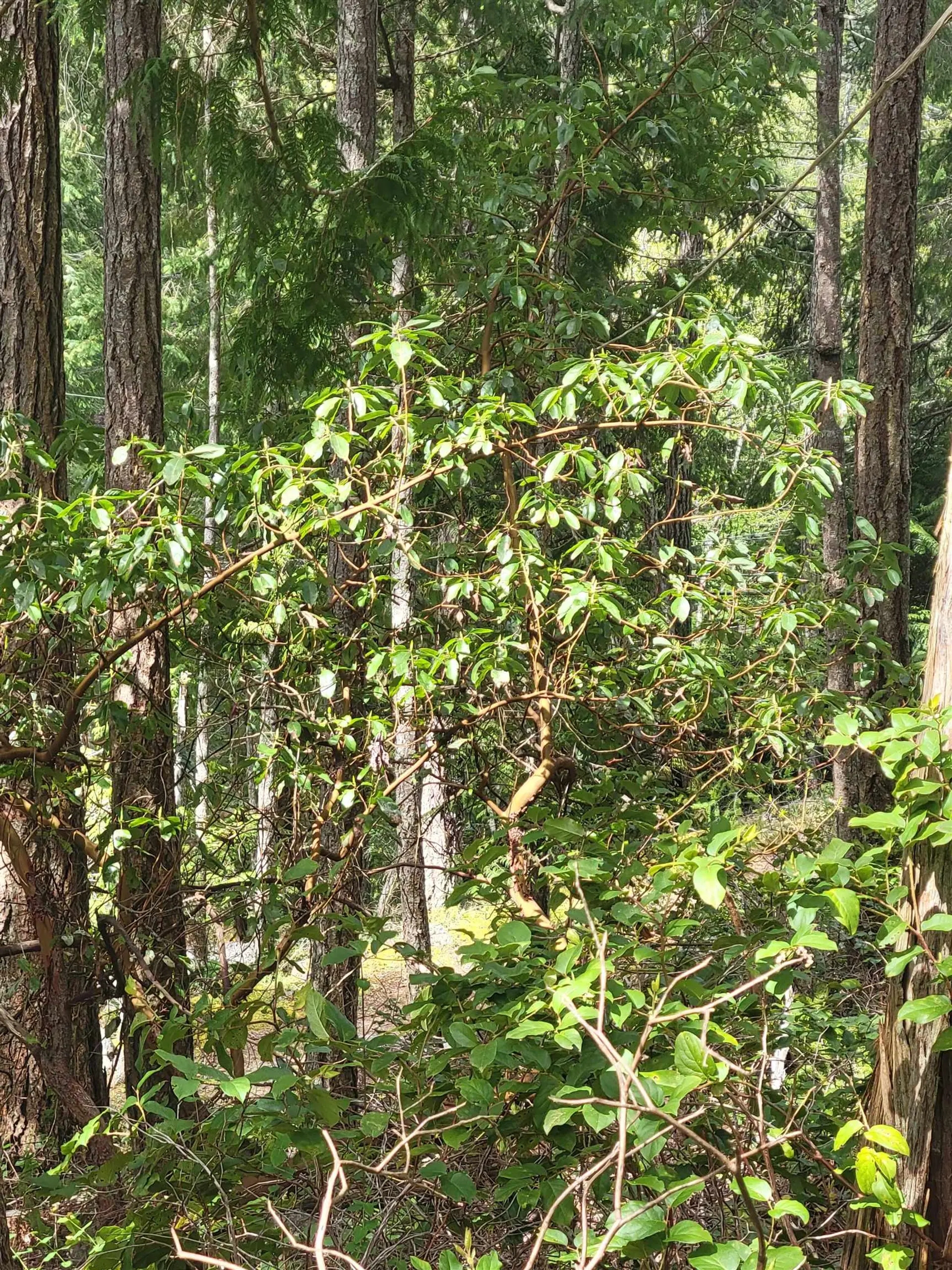 Property at LOT 3 SINCLAIR BAY ROAD, Garden Bay, BC