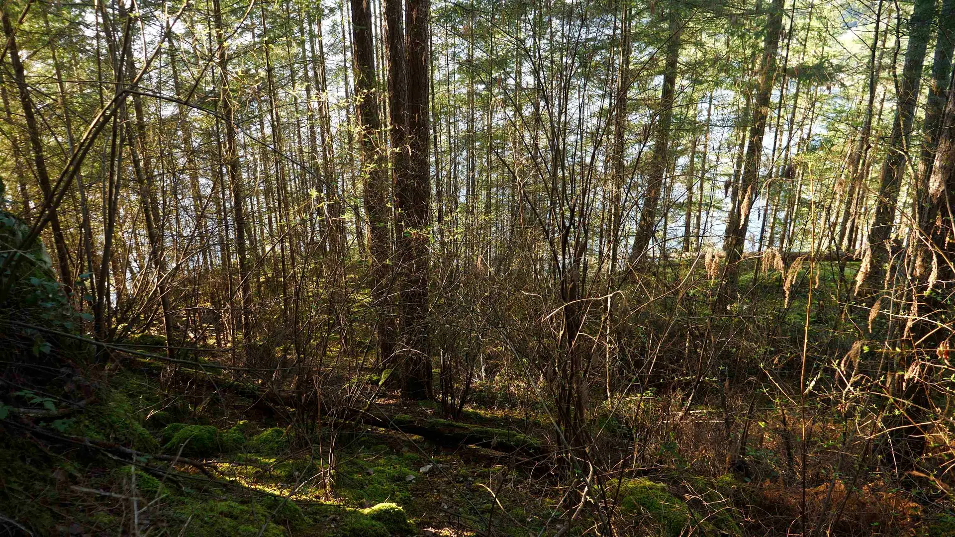 Property at 1664 WHITESAILS DRIVE, Bowen Island, BC