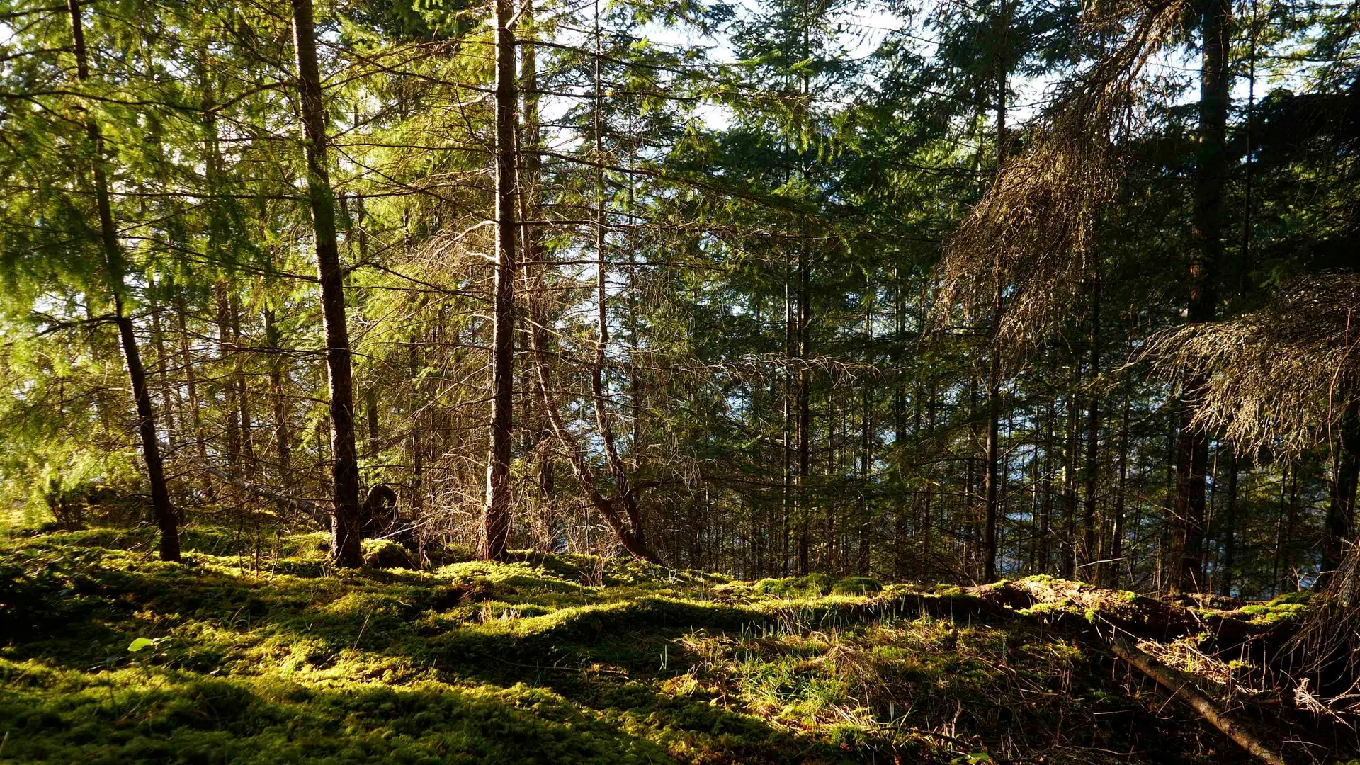 Property at 1664 WHITESAILS DRIVE, Bowen Island, BC