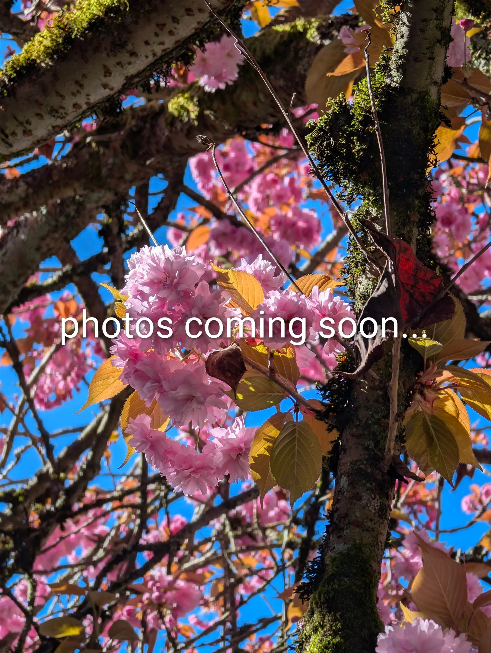 Property at #11 15192 62A AVENUE, Surrey, BC