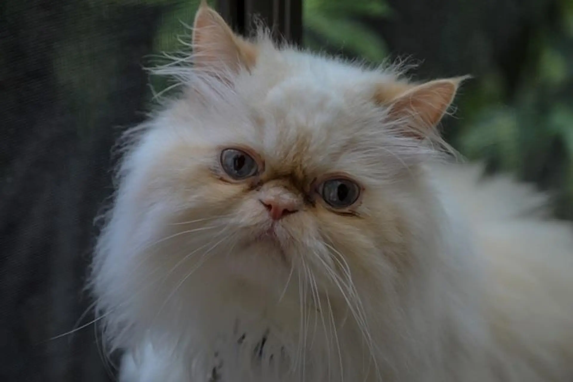 Property at 1147 MONTROYAL BOULEVARD, North Vancouver, BC