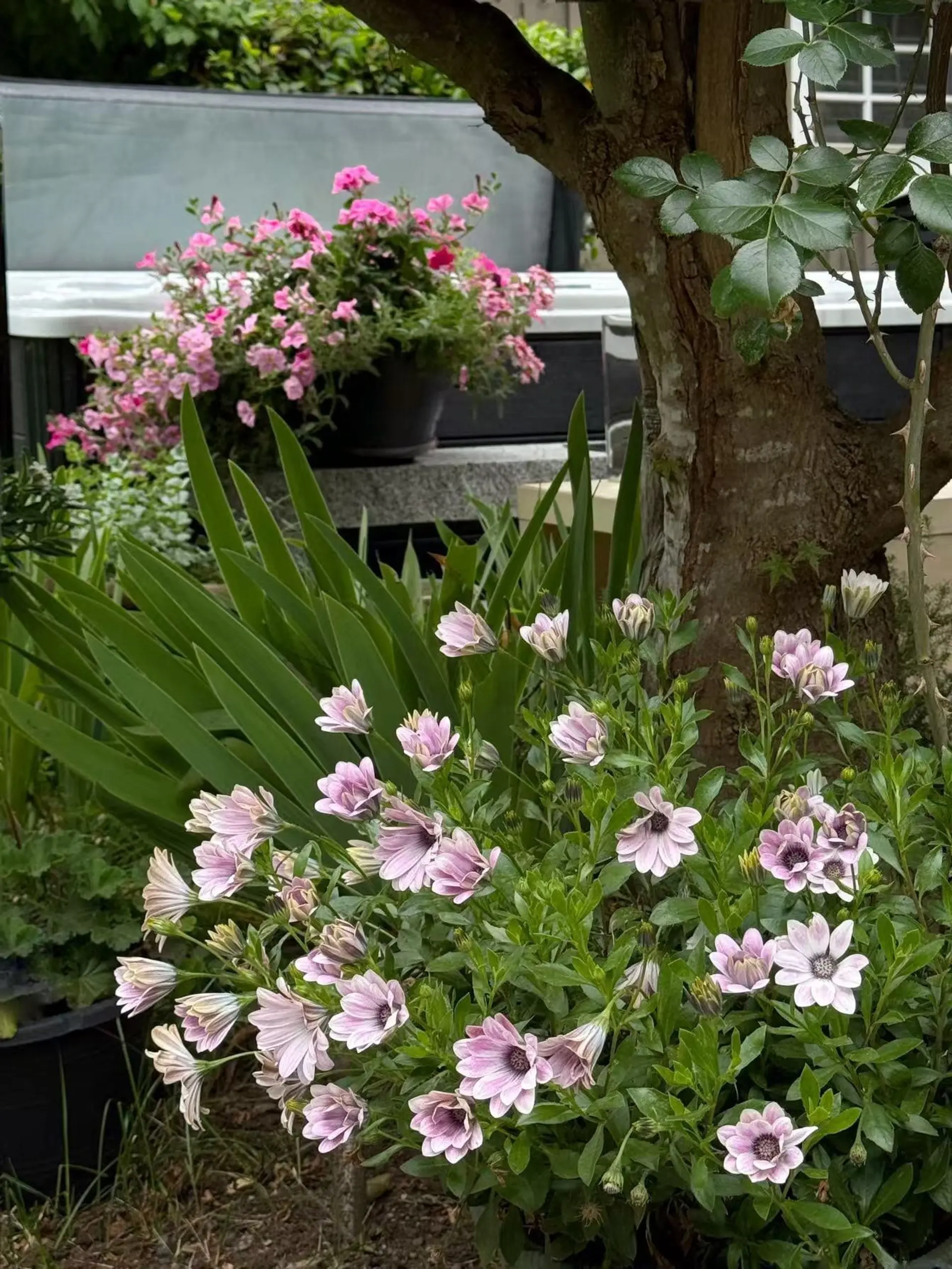 Property at 12239 Skillen Street, Maple Ridge, BC