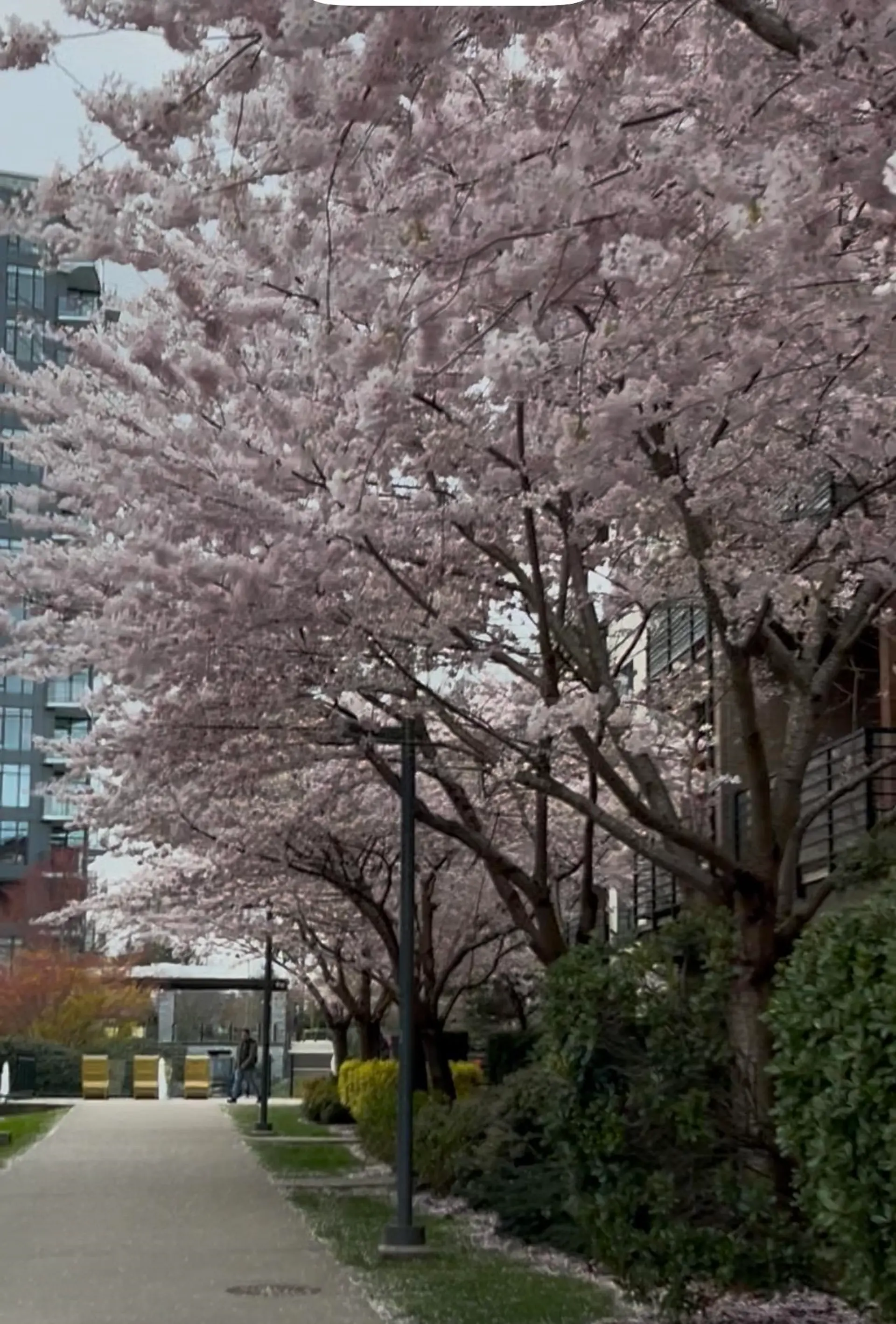 Property at #212 6033 Gray Avenue, Vancouver, BC