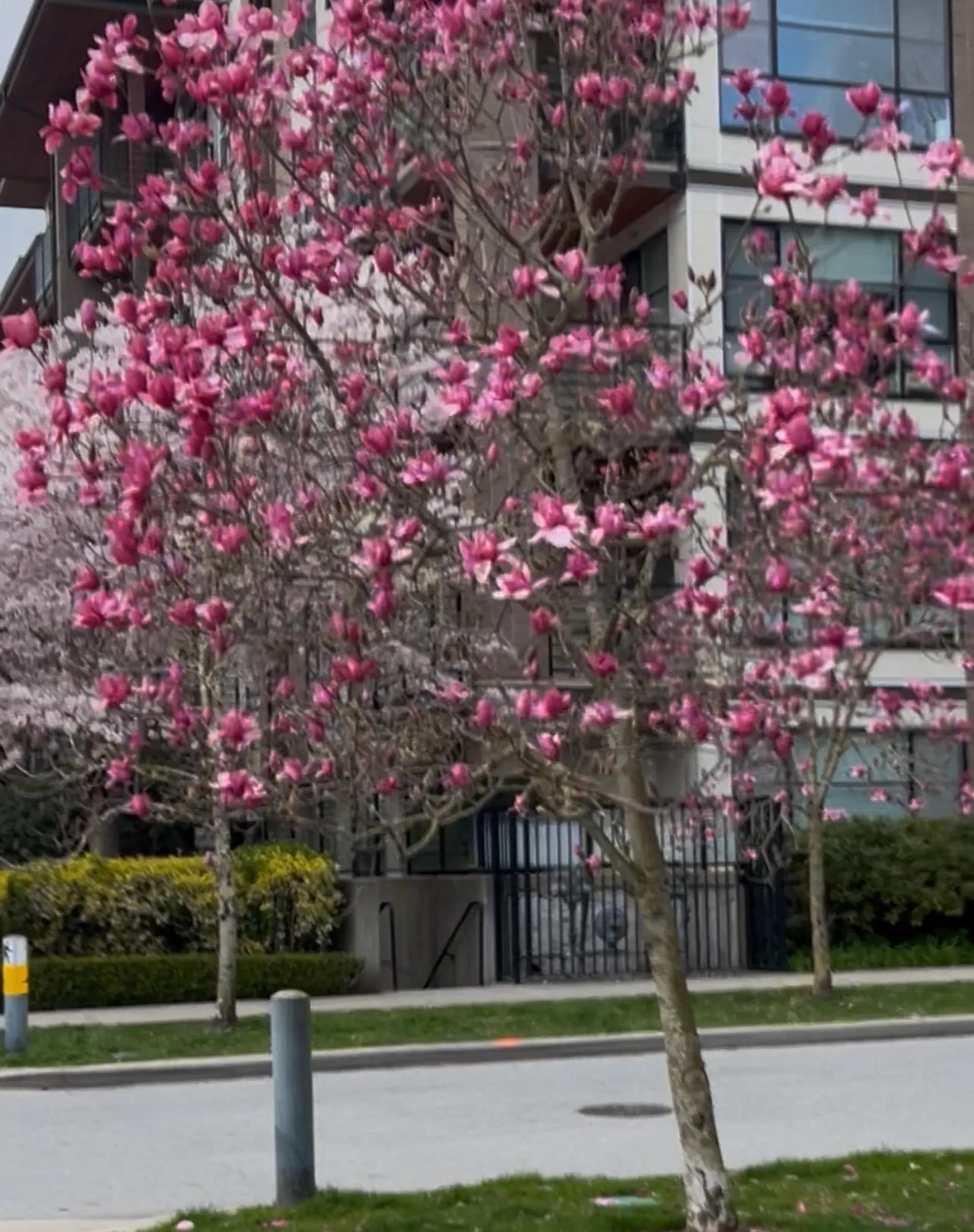 Property at #212 6033 Gray Avenue, Vancouver, BC