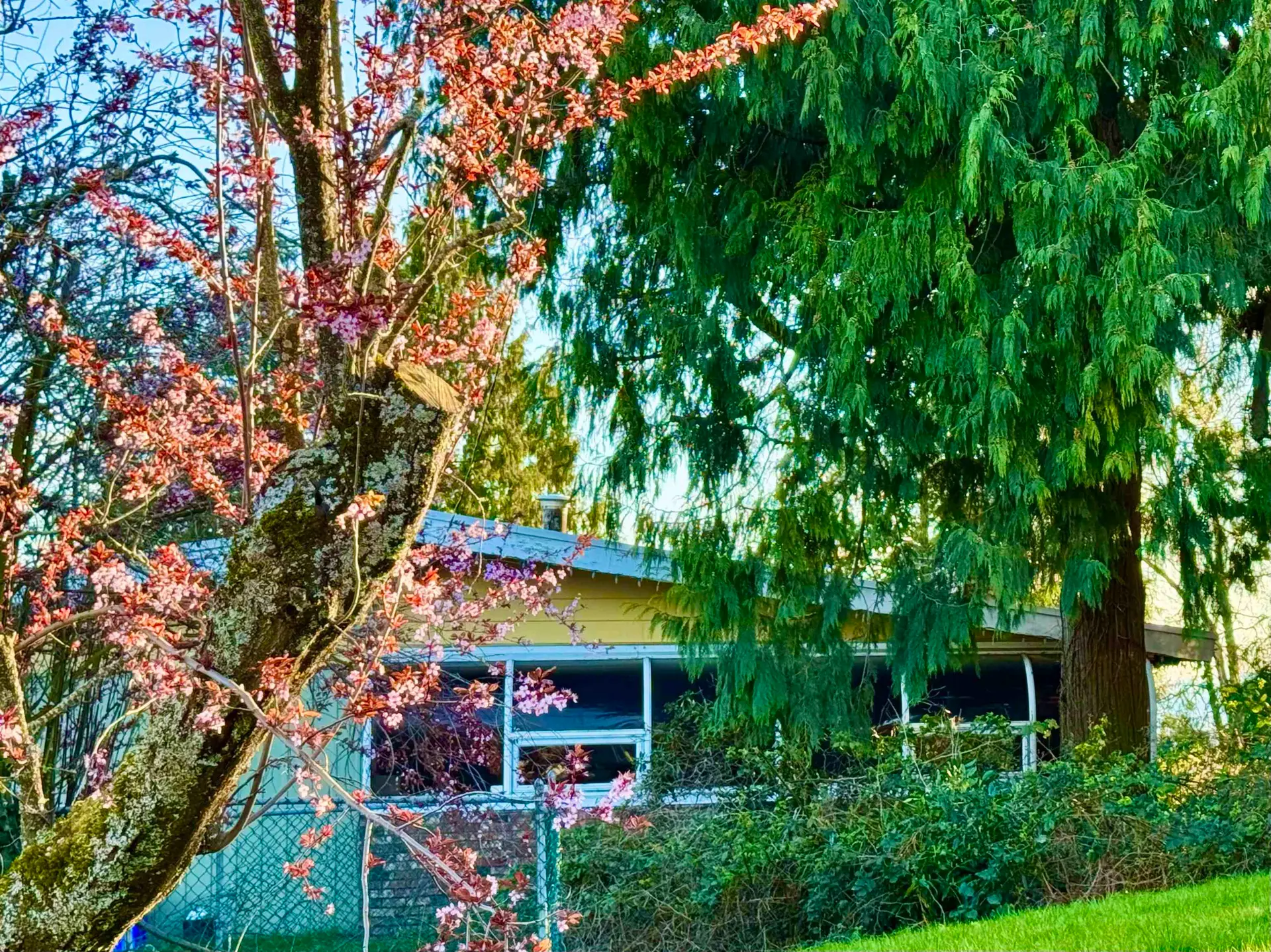 990 Balsam Street - Image 1