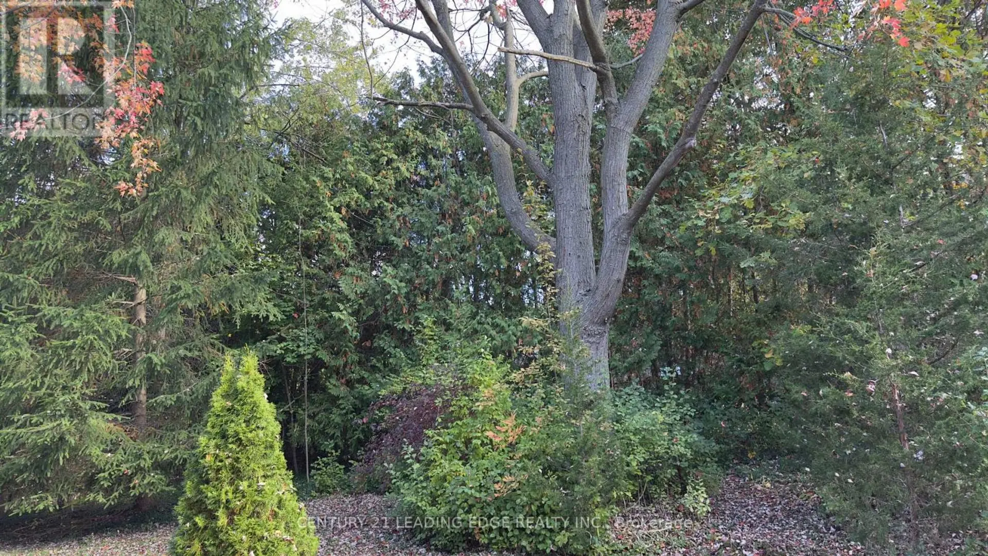 117 WESTWOOD LANE - Image 4
