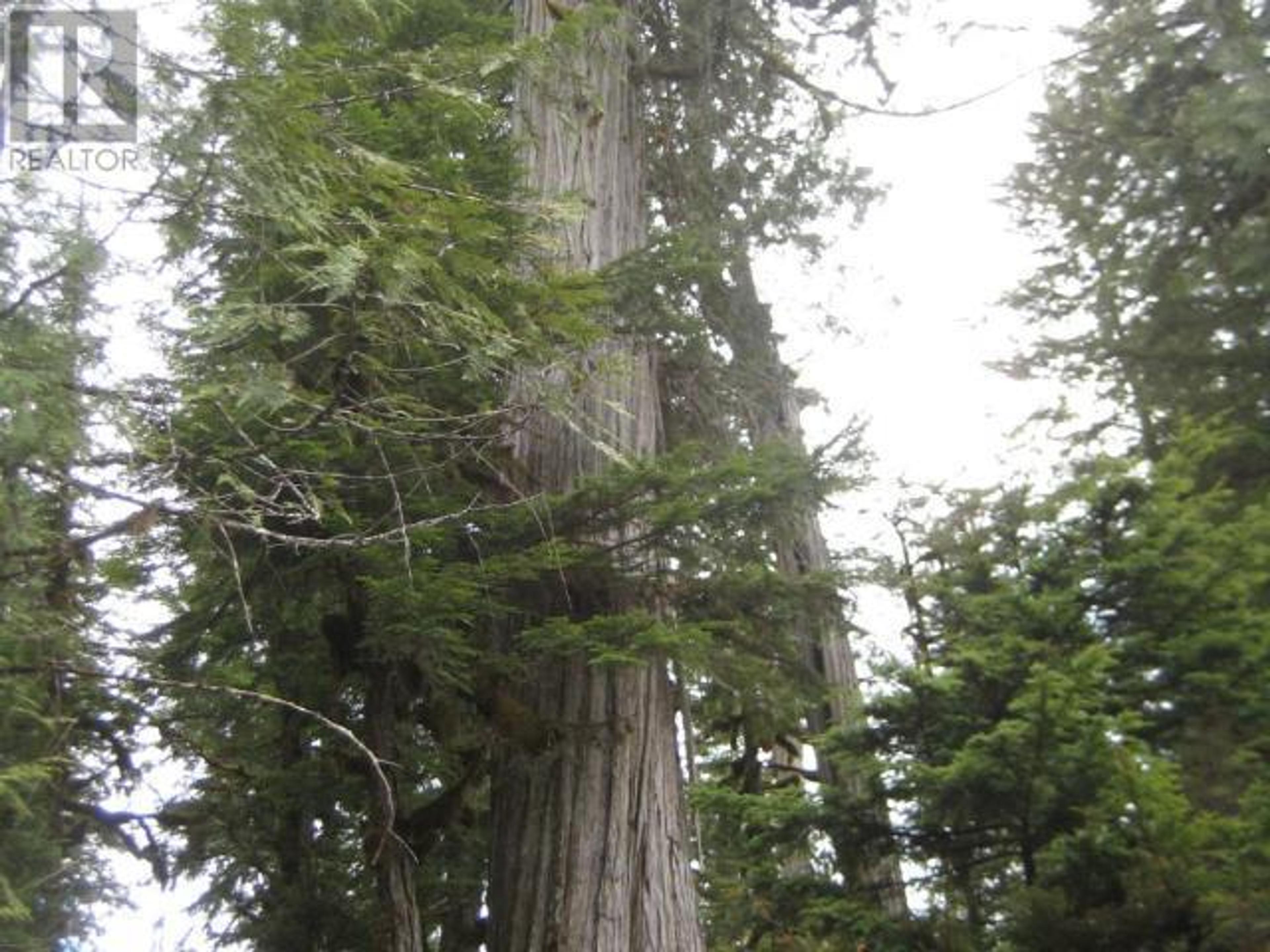 SPECIALTY CLEARWATER VALLEY ROAD - 25