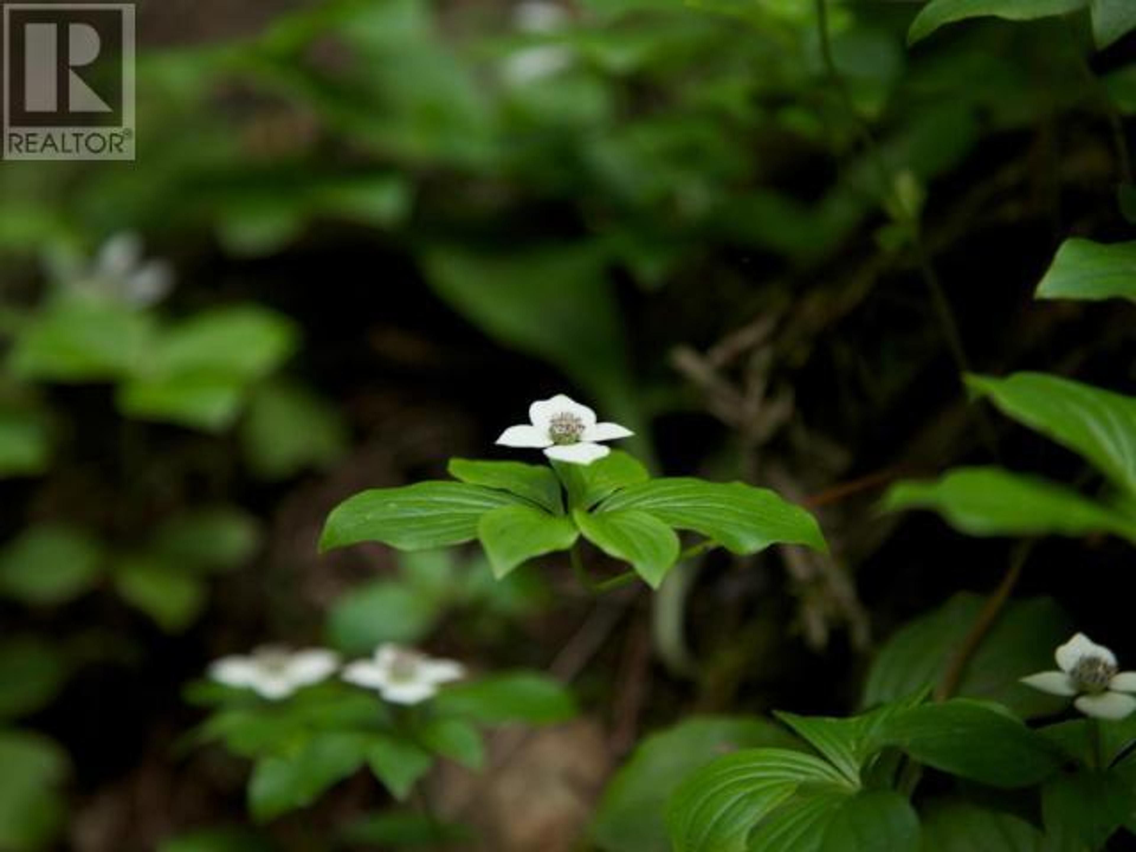 SPECIALTY CLEARWATER VALLEY ROAD - 30