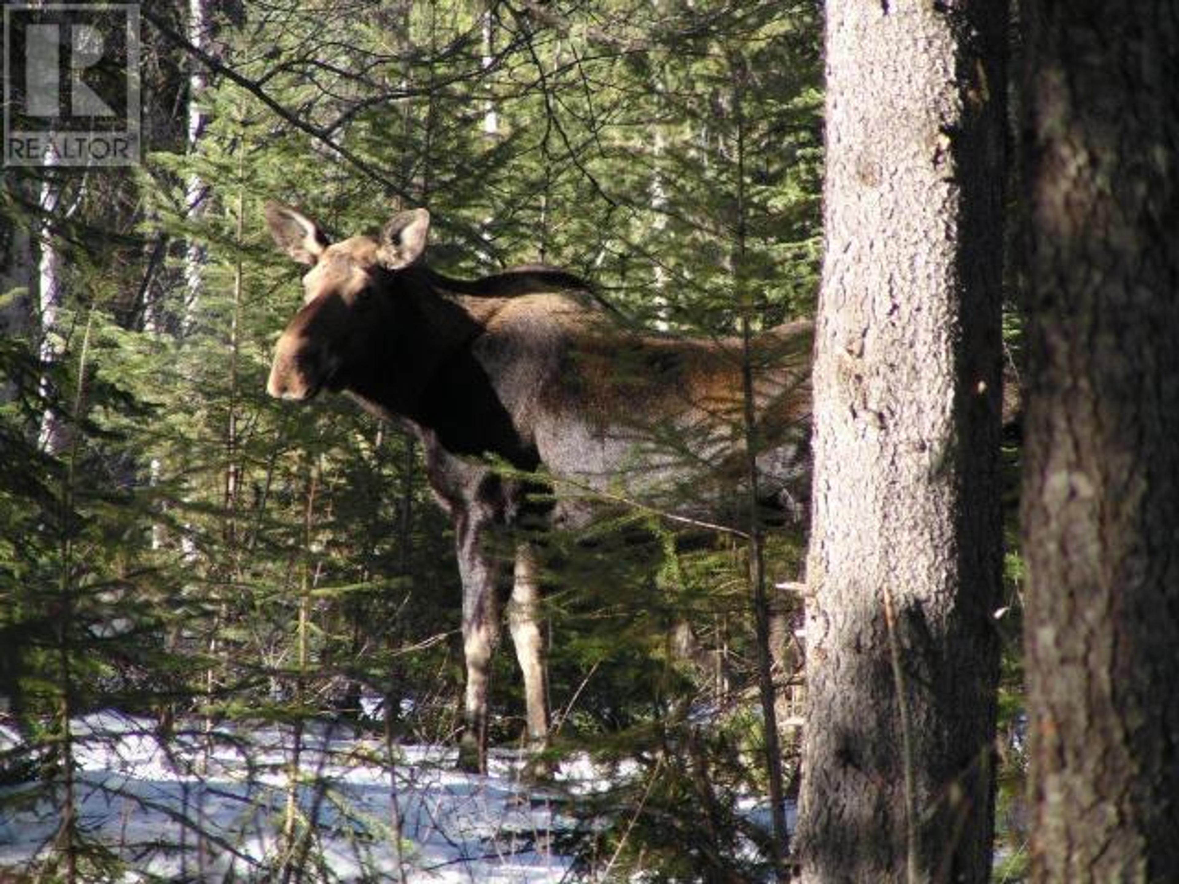 SPECIALTY CLEARWATER VALLEY ROAD - 54