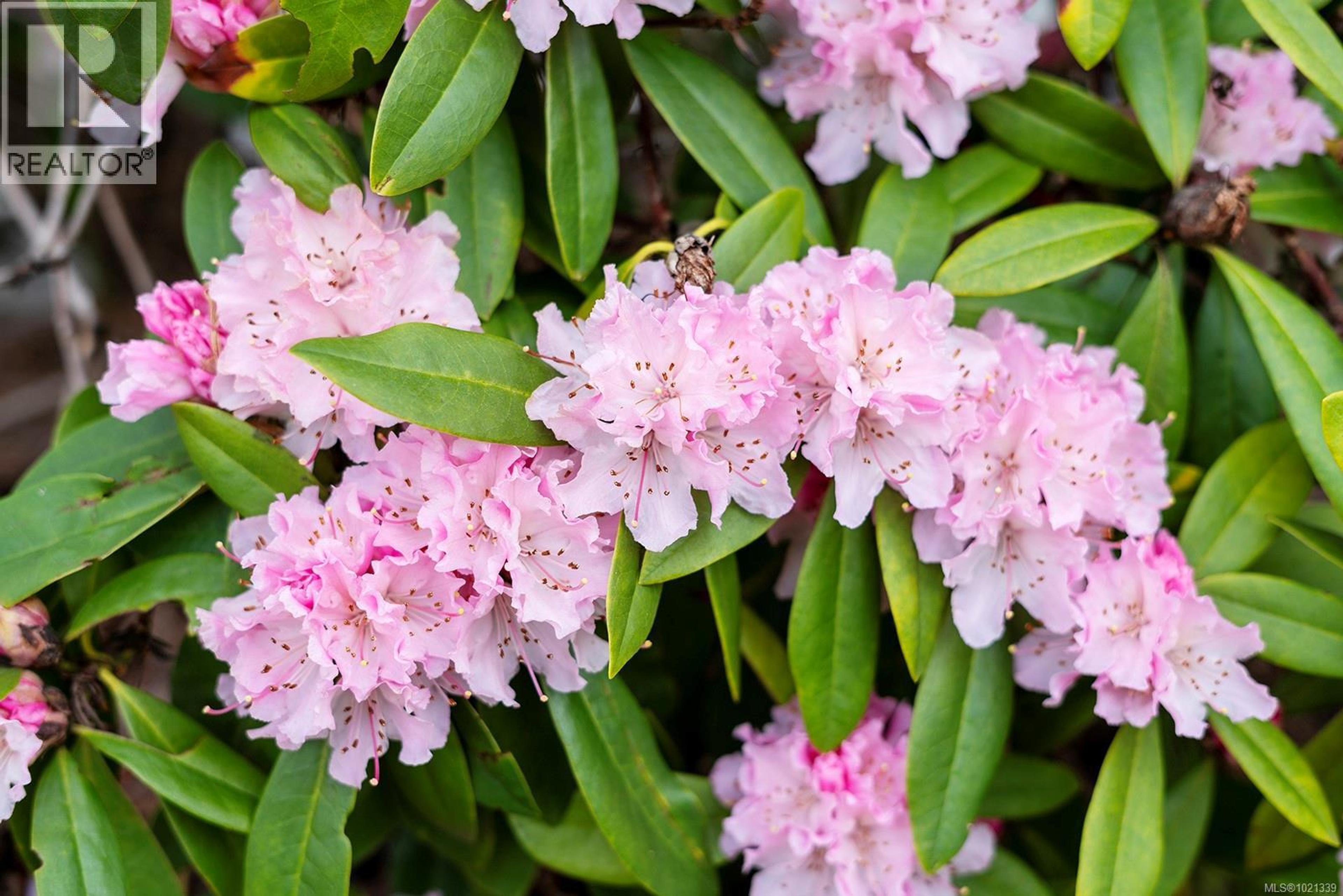 #407 264 MCVICKERS ST - 20