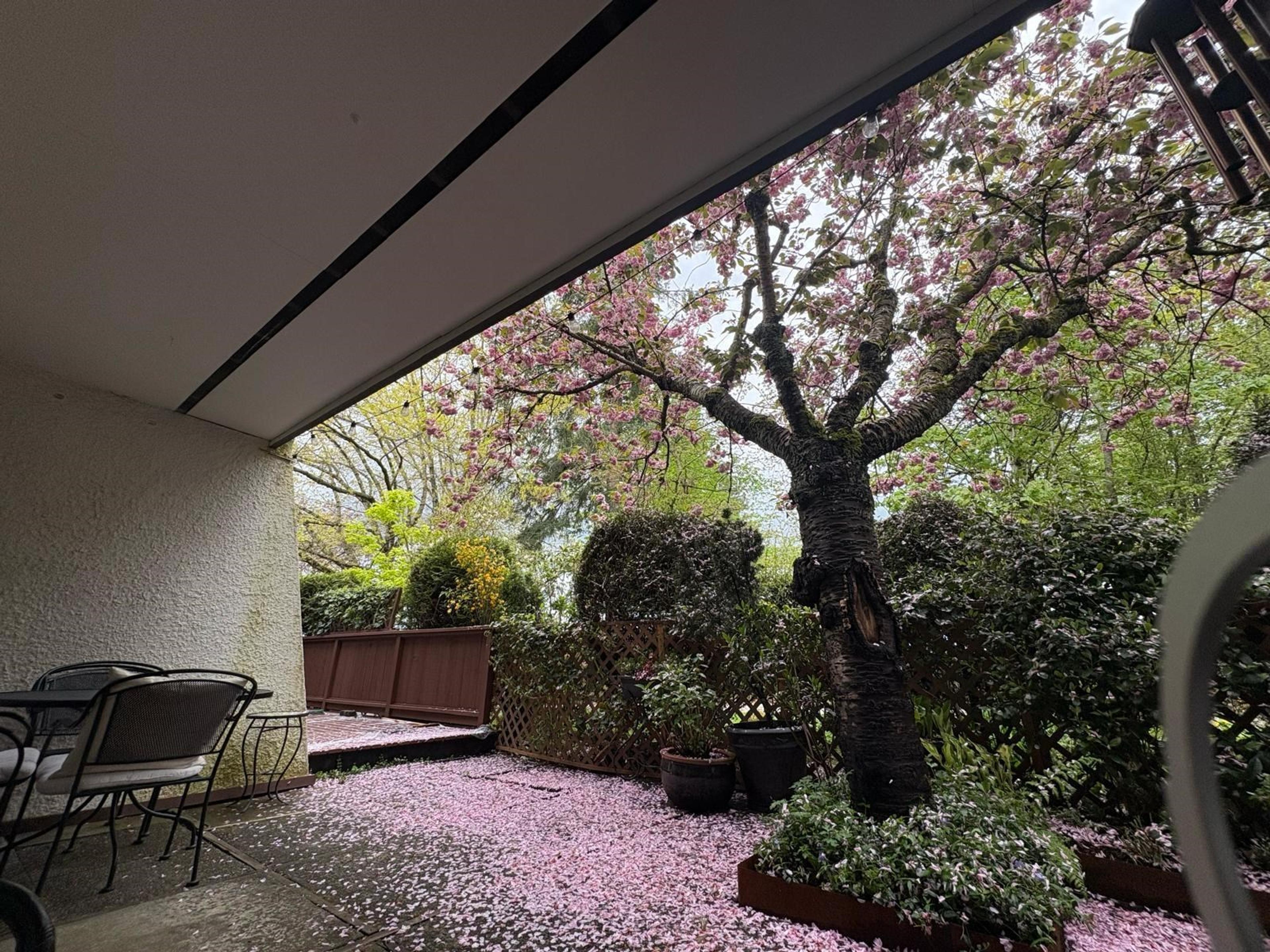 7305 Montecito Drive, Burnaby - Outdoor Amenities - Garden / Yard/ Backyard/ Porch/ Deck - Photo 3