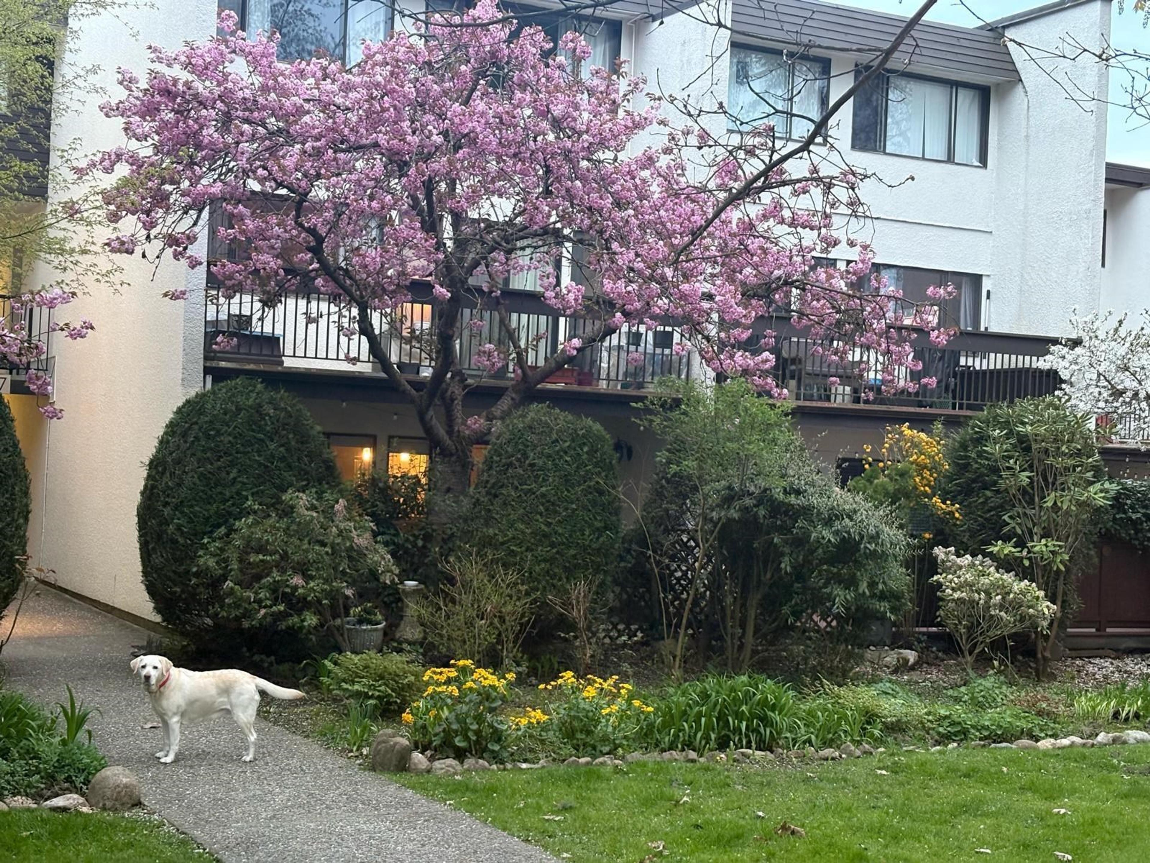 7305 Montecito Drive, Burnaby - Outdoor Amenities - Garden / Yard/ Backyard/ Porch/ Deck - Photo 5