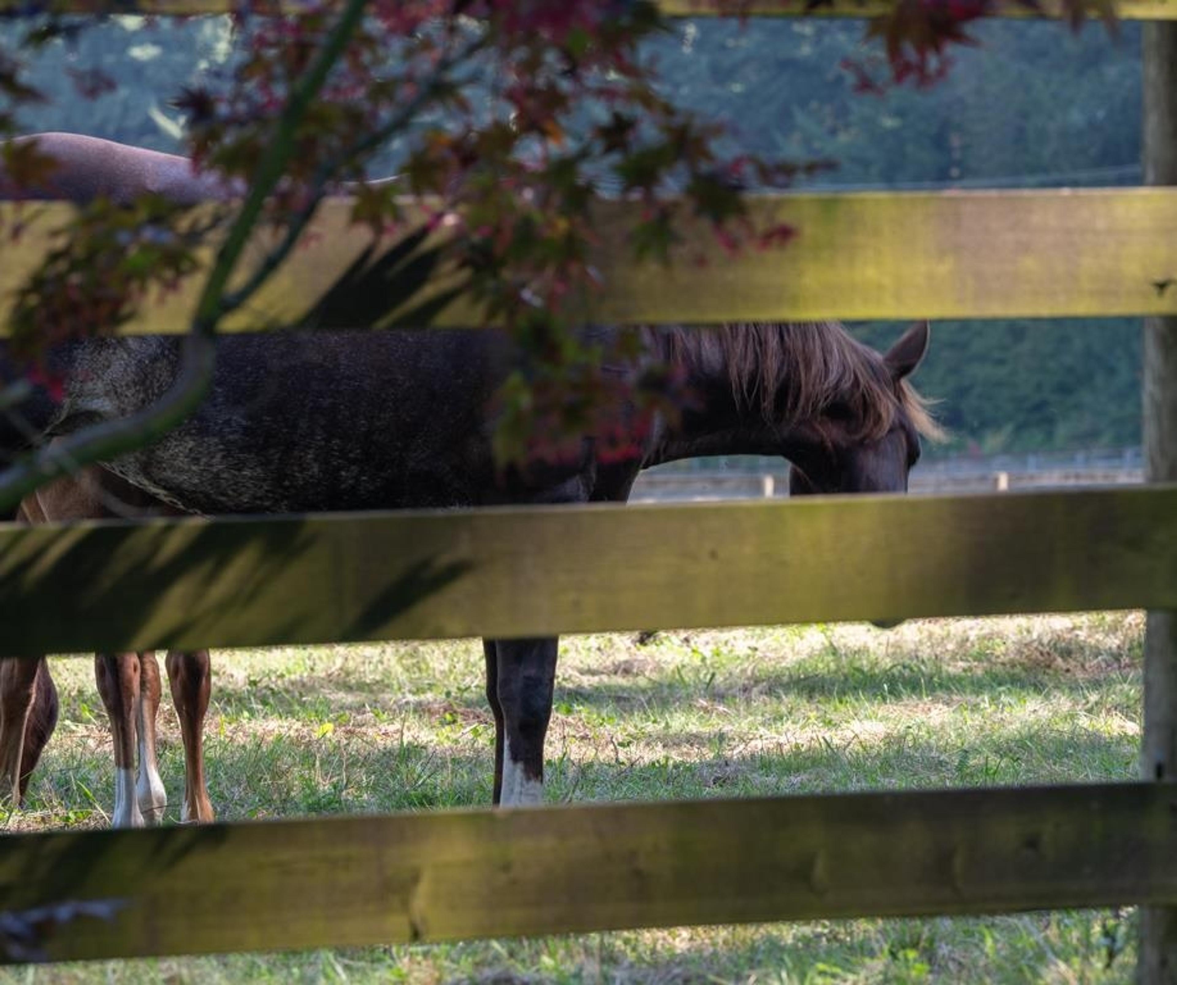 1400 Maple Rock Drive, Columbia Valley - Exteriors - Photo 10