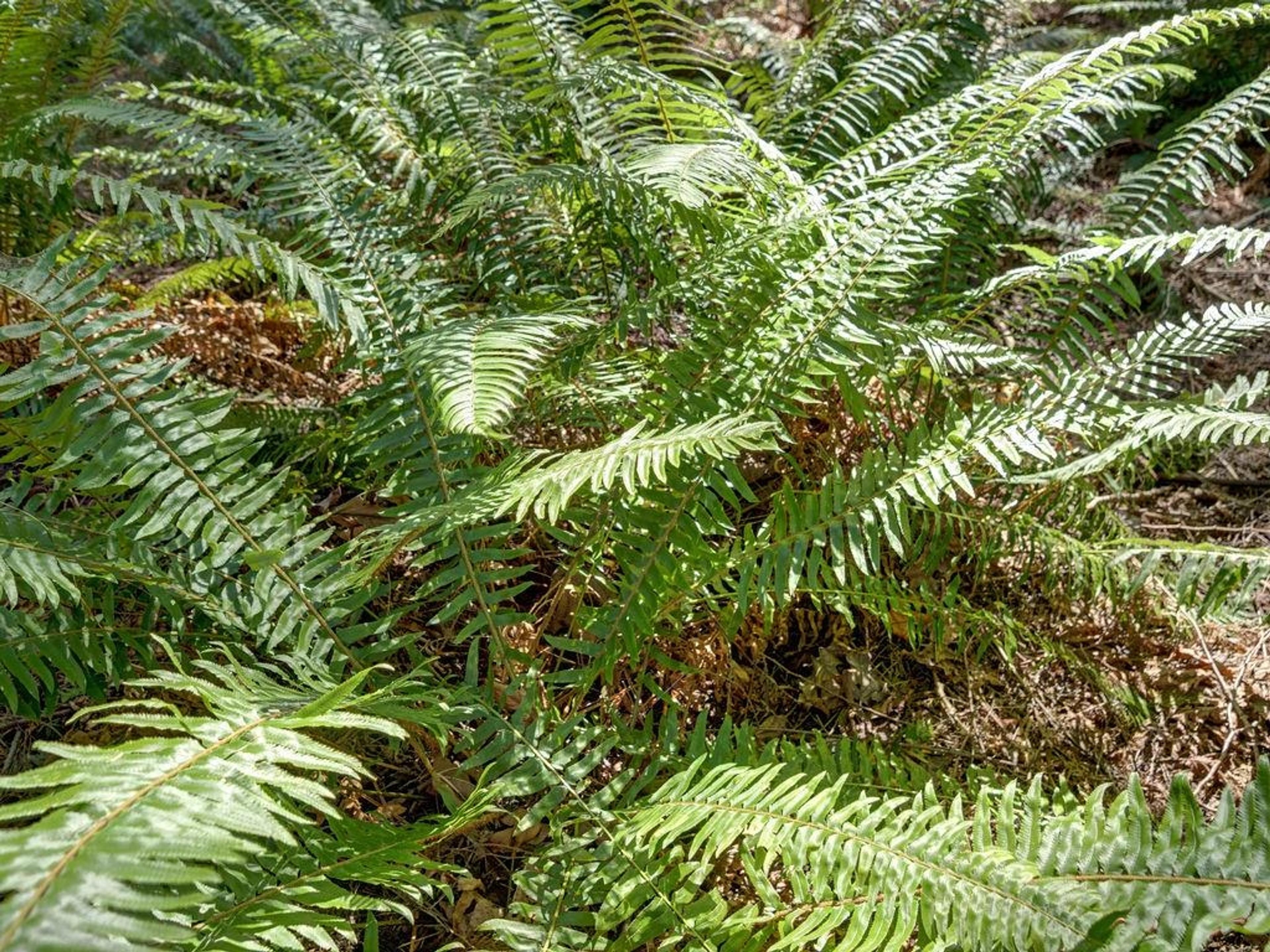 LOT 5 GOWER POINT ROAD - Image 12