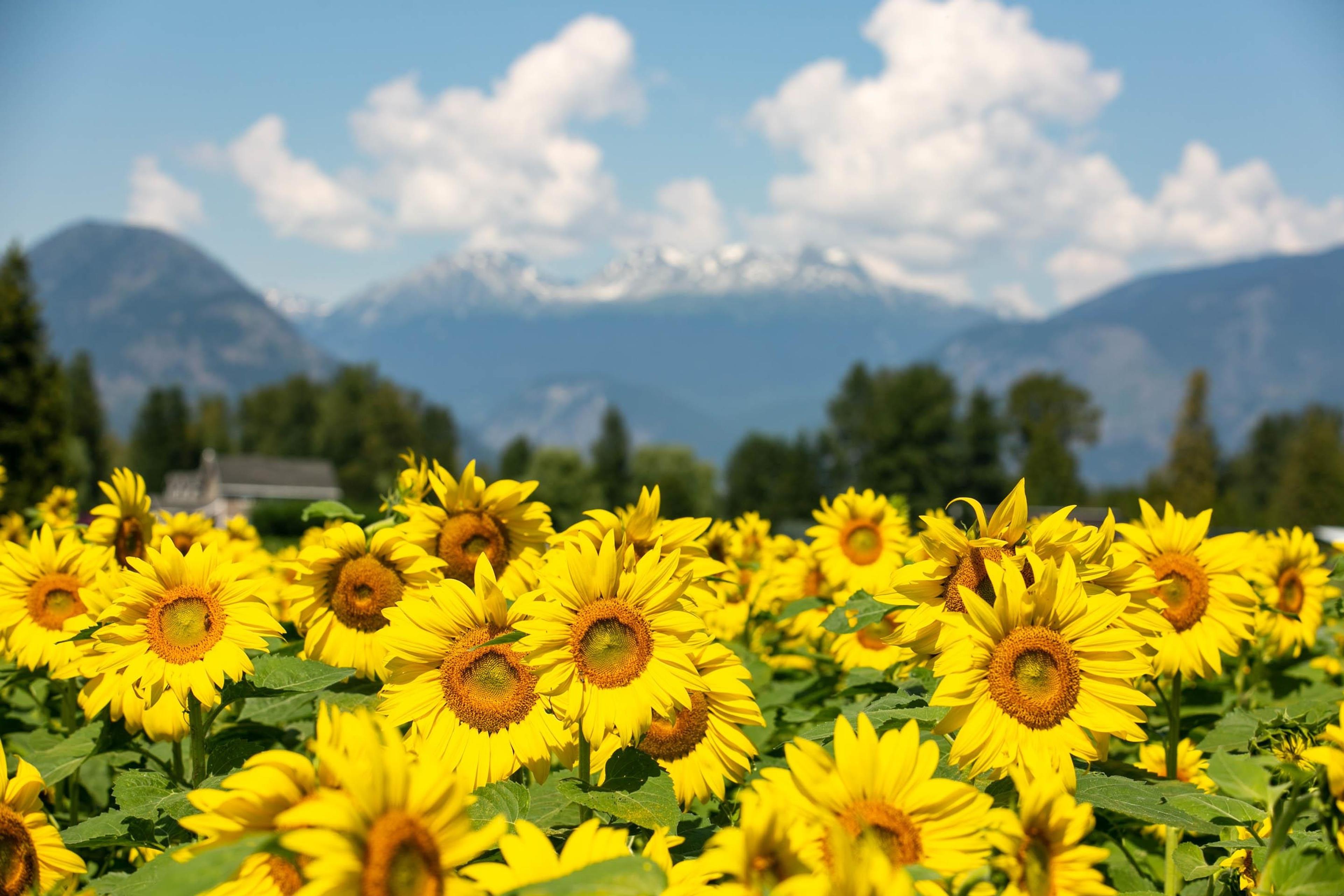 7634 SEVEN O'CLOCK DRIVE - 27